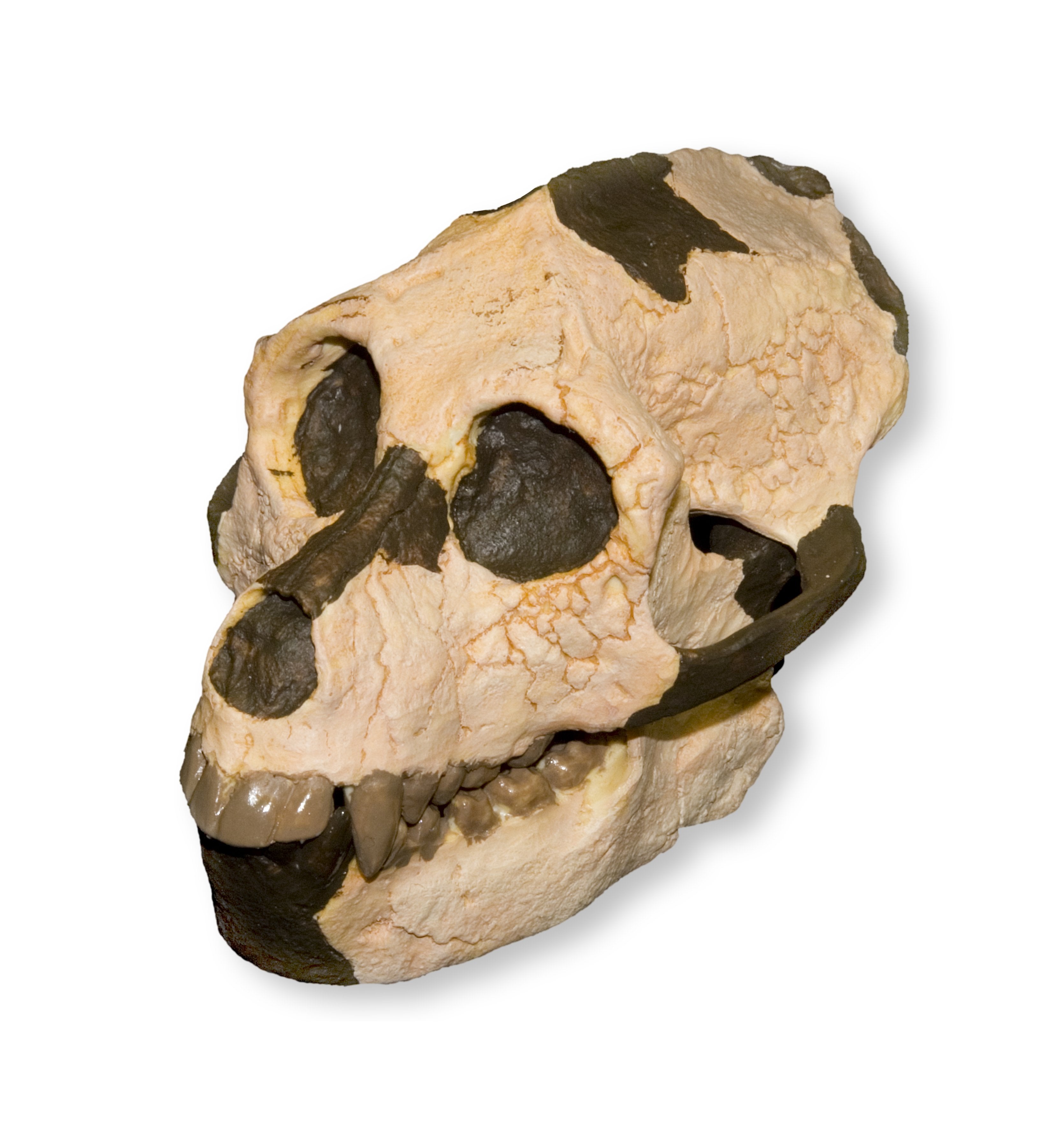 Replica Aegyptopithecus Zeuxis Skull - High Quality Fossil Reproduction for Science Education & Home Decor | Perfect for Classroom Display, Museum Exhibits & Paleontology Enthusiasts