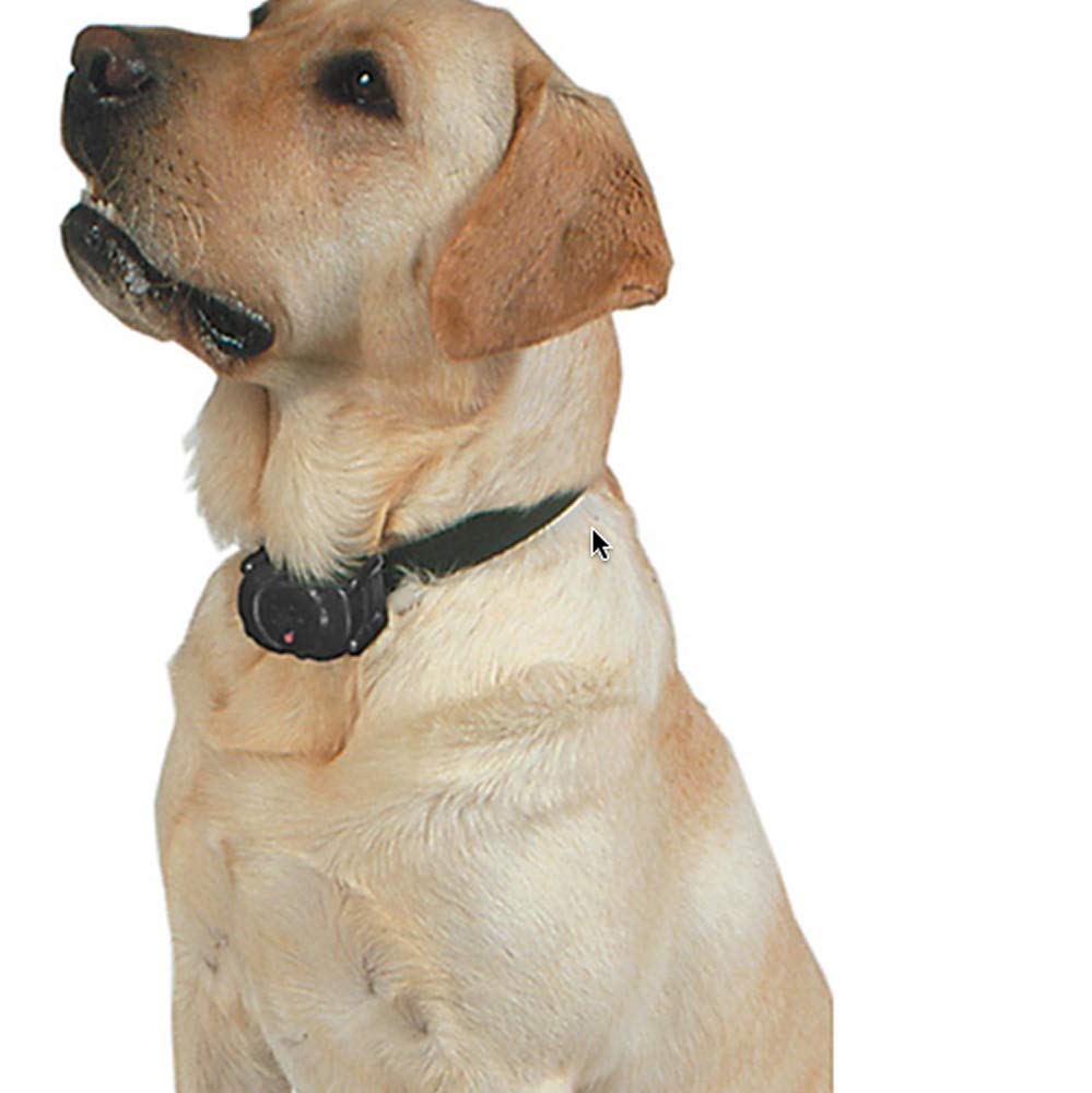 Sparky Pet Co Heavy Duty 1 Inch Red 3-Hole Replacement Dog Collar Strap for Large Dogs - Durable Nylon Pet Accessory for Walking, Training & Outdoor Adventures