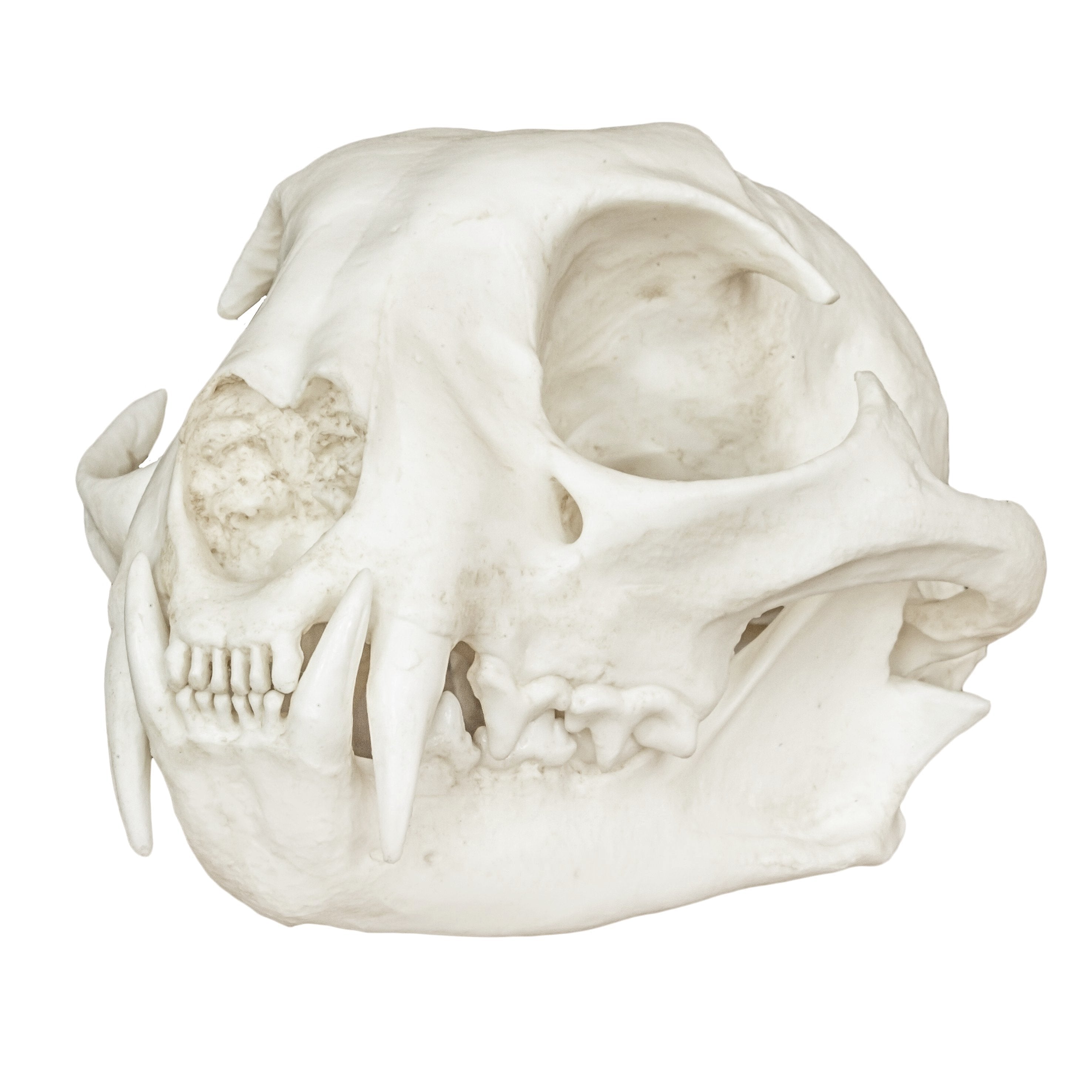 Authentic Replica Bobcat Skull - High Quality Animal Skull Model for Home Decor, Halloween Props, and Educational Displays | Perfect for Taxidermy Enthusiasts, Gothic Decor, and Science Classrooms