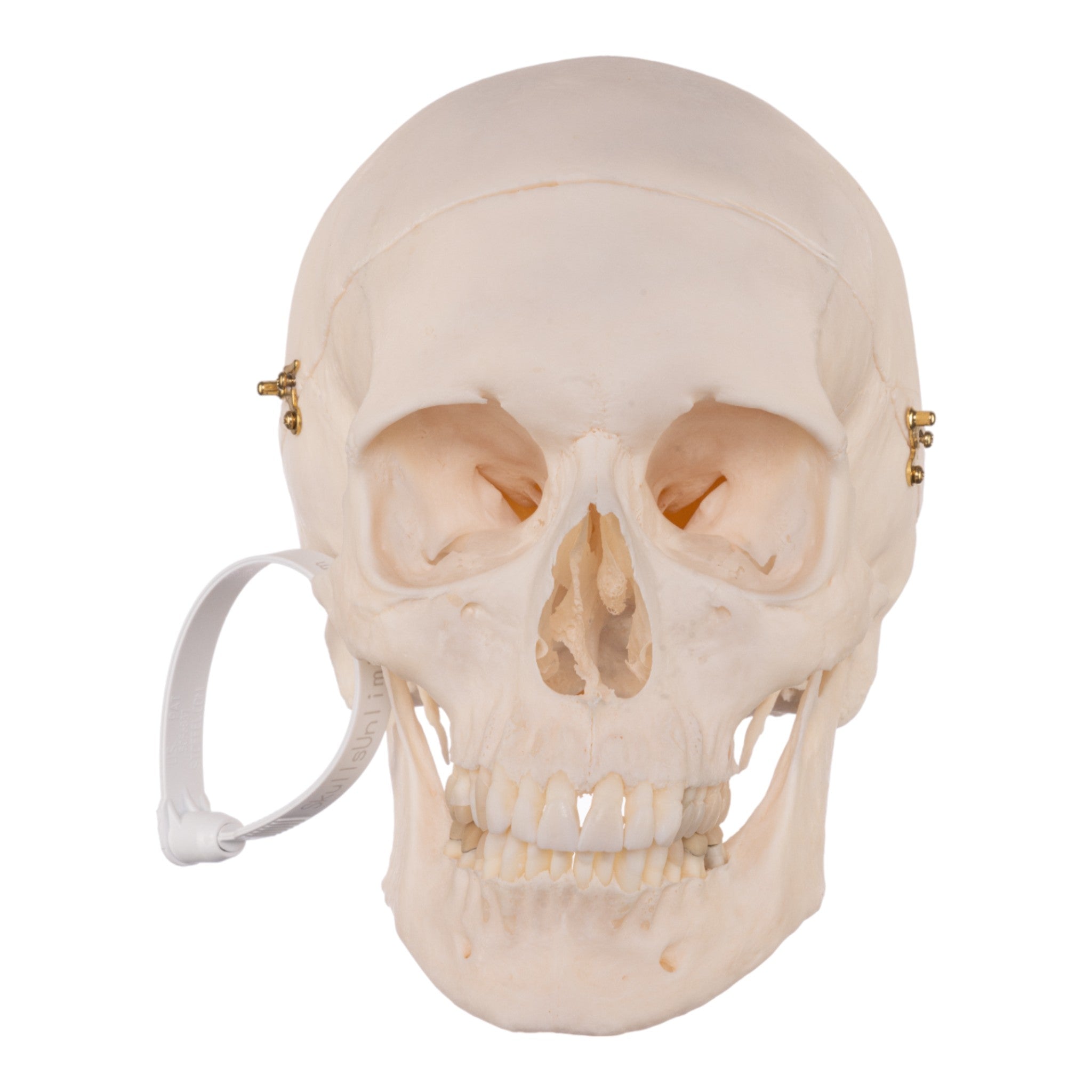 Authentic Human Skull Model for Medical Research & Anatomy Study - Perfect for Medical Training, Classroom Education & Halloween Decor