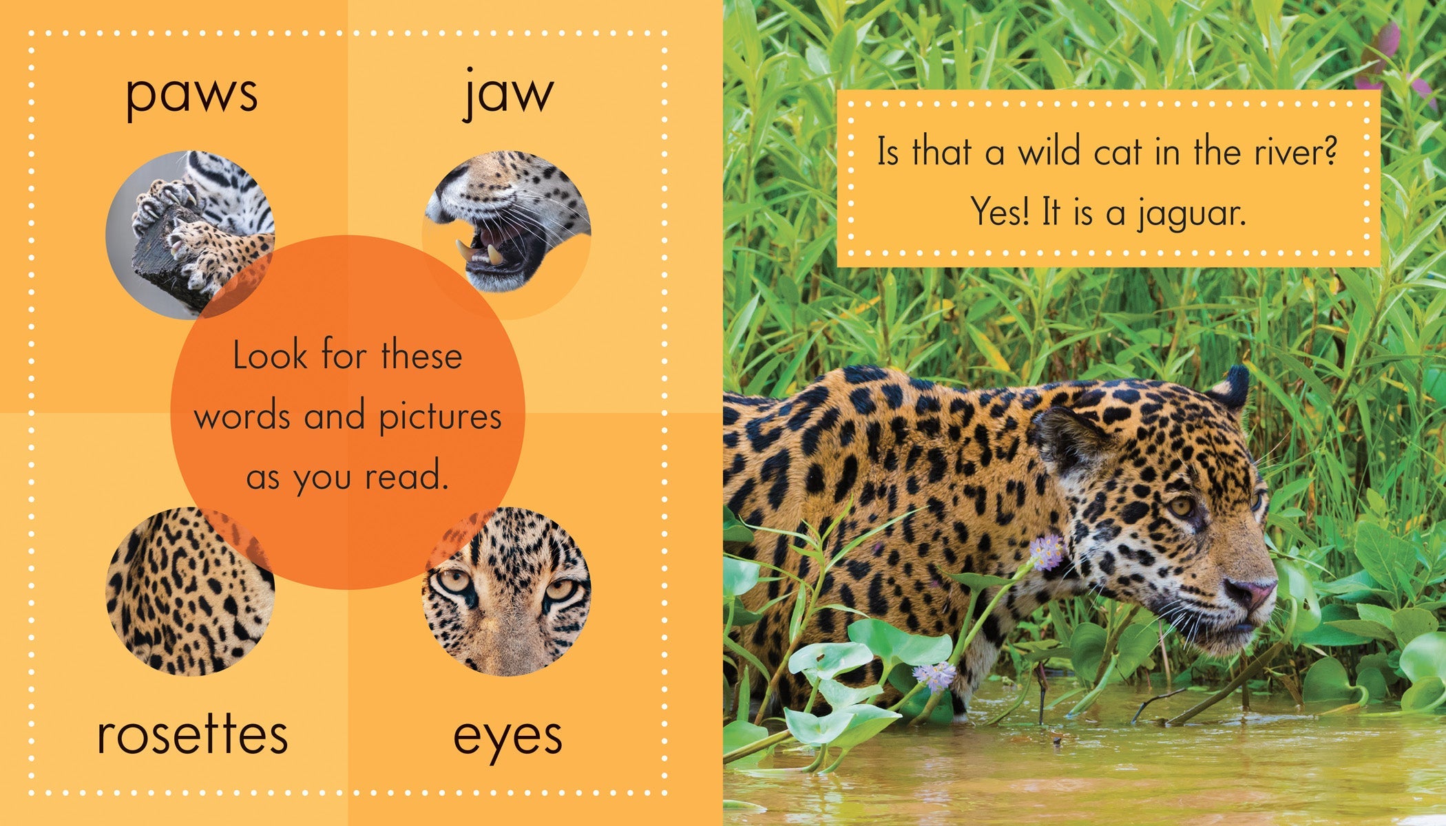 Jaguar Animal Gifts & Merchandise - Unique Wildlife Decor for Home, Office & Gifts