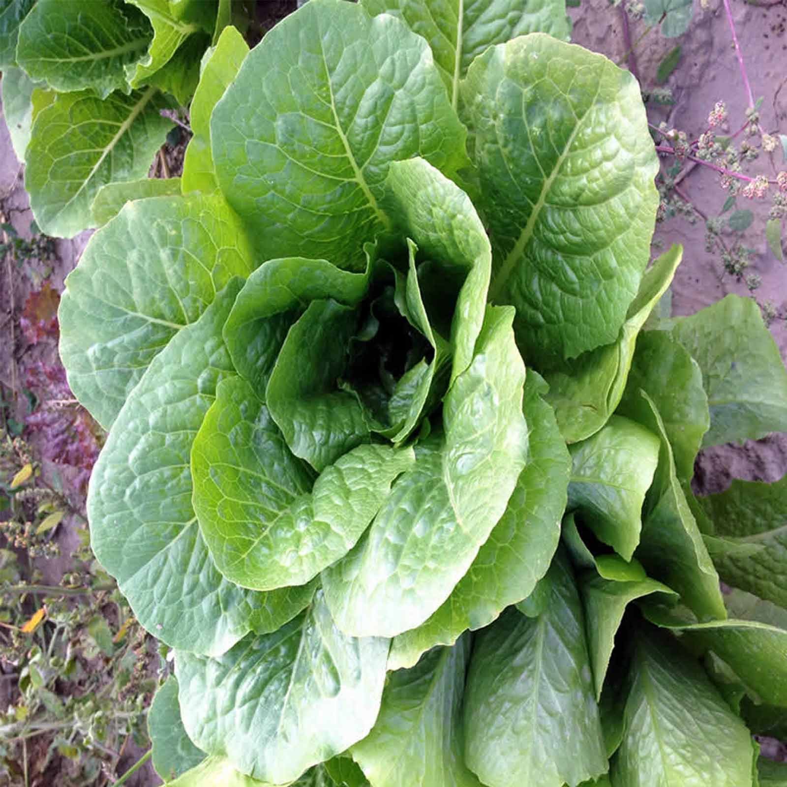 Organic Romaine Lettuce Seeds - Parris Island Cos Heirloom Variety - 5 Lb Bulk Non-GMO Seeds for Gardening & Microgreens - Perfect for Home Gardens, Hydroponics & Healthy Salads
