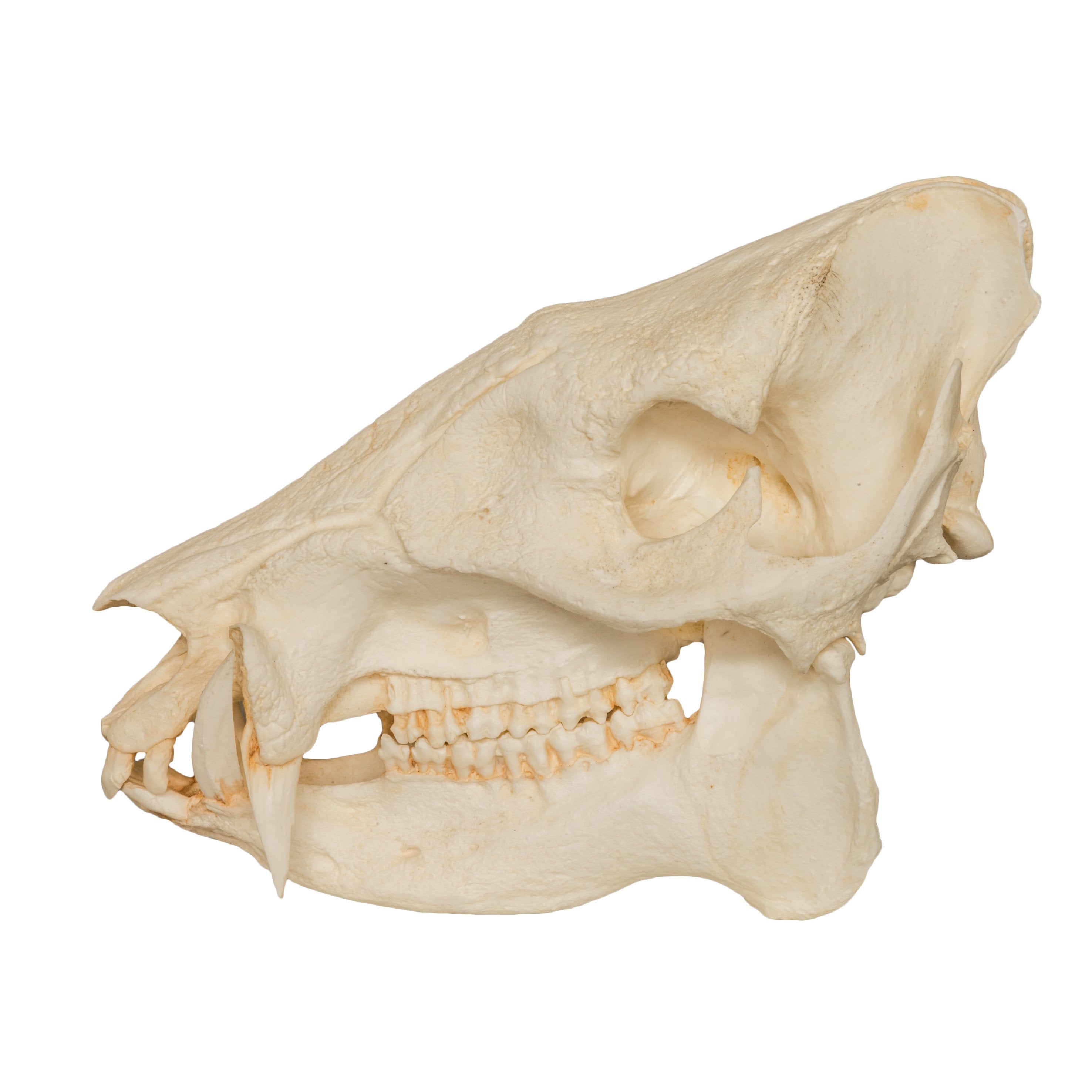 Authentic Replica Peccary Skull - High-Quality Animal Skull Model for Home Decor, Halloween Props, and Educational Use