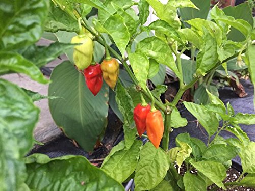 Sweet Datil Pepper Seeds for Planting - Non-GMO, 20 Seeds per Pack - Perfect for Home Gardens, Container Growing & Spicy Recipes