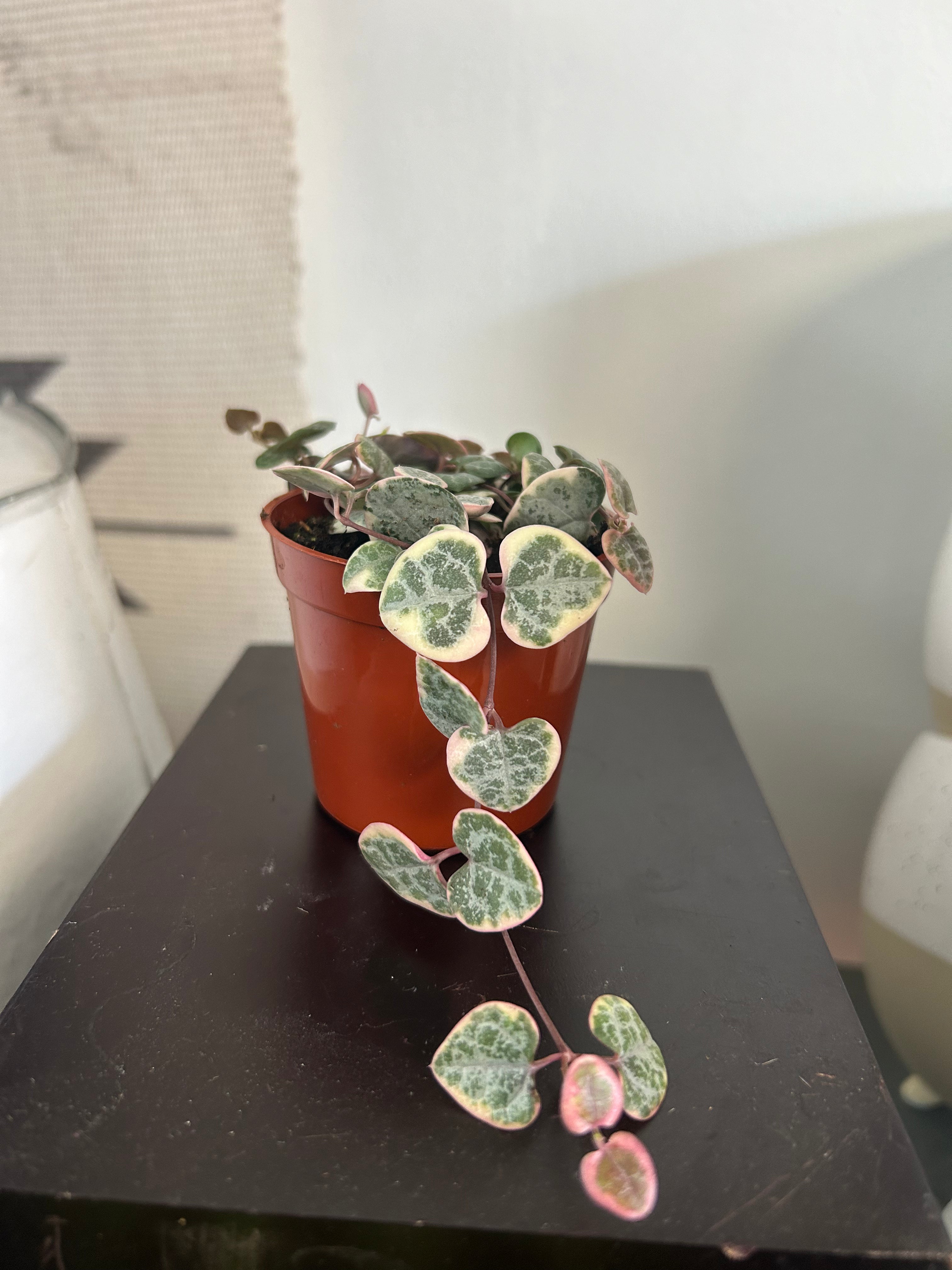 String of Hearts Plant - Live Ceropegia Woodii for Hanging Baskets & Home Decor | Perfect for Indoor Gardens, Office Spaces, and Gift Giving