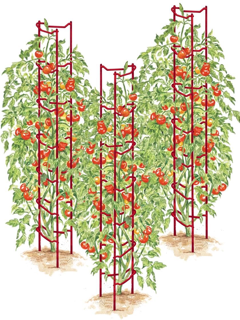 Sturdy Heavy Gauge Tomato Ladders for Garden Plants Support - Set of 3 | No Assembly Needed | Perfect for Tomatoes, Peppers & Climbing Vegetables | Ideal for Home Gardens, Greenhouses & Raised Beds