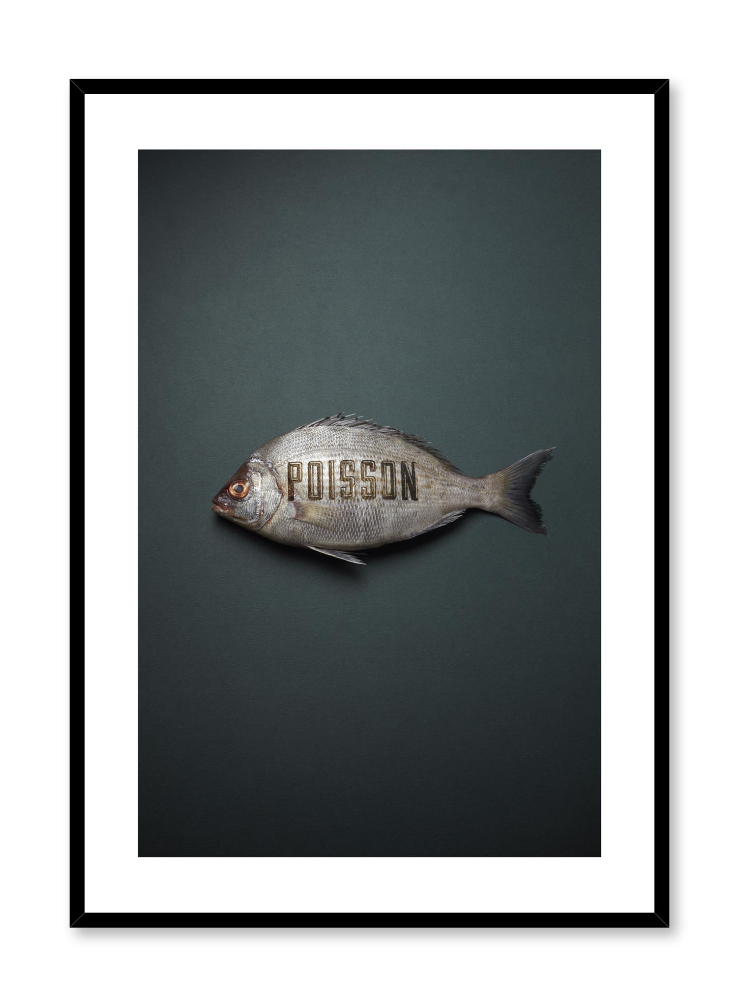 Vibrant Fish Poster - High-Quality Marine Life Wall Art for Home & Office Decor | Perfect for Living Room, Bedroom, or Classroom