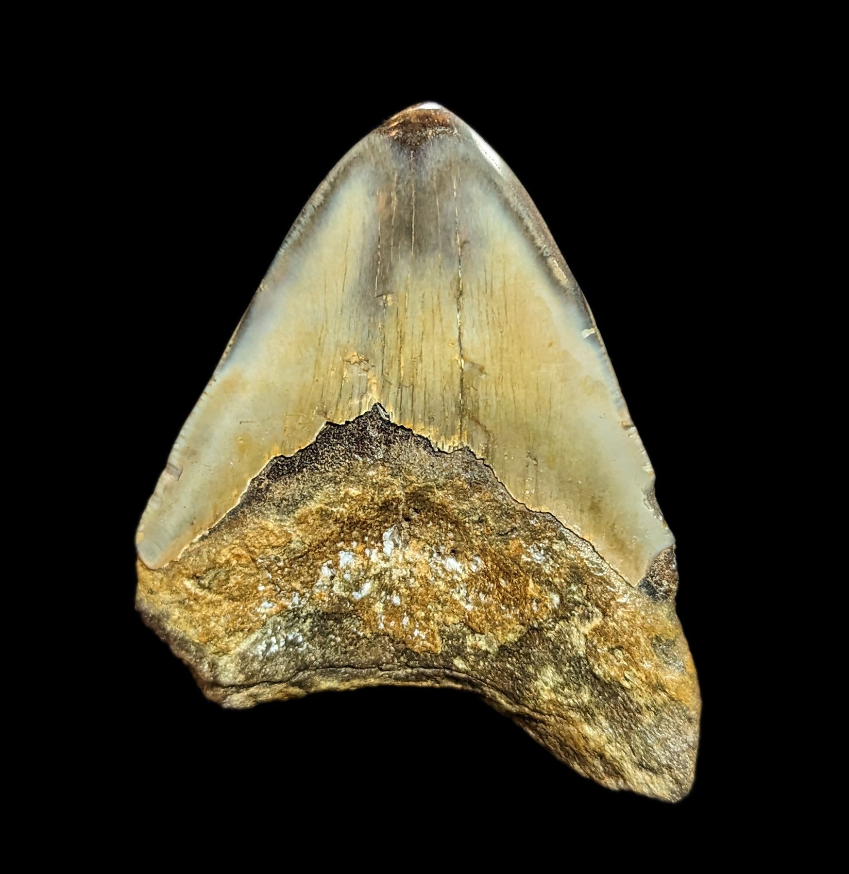 Authentic Megalodon Shark Tooth Fossil - Large Collector's Specimen #40 for Home Decor, Classroom Display & Paleontology Enthusiasts