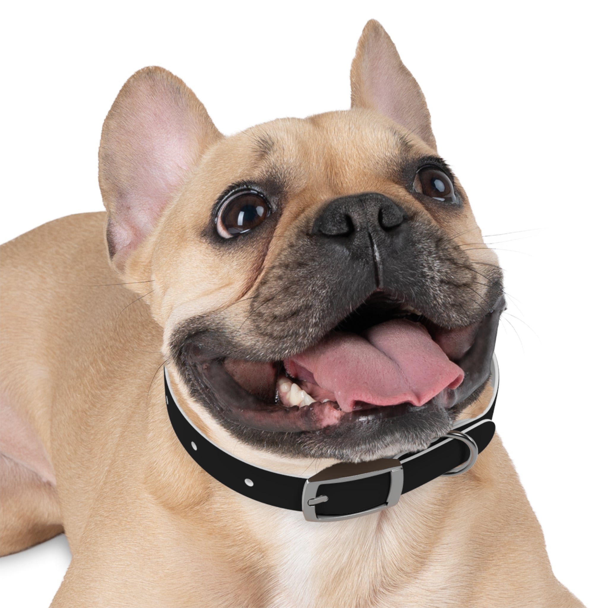 Premium Seawolves Dog Collar - Durable Nylon Pet Collar with Adjustable Buckle for Small Medium Large Dogs - Perfect for Walking, Training & Outdoor Adventures