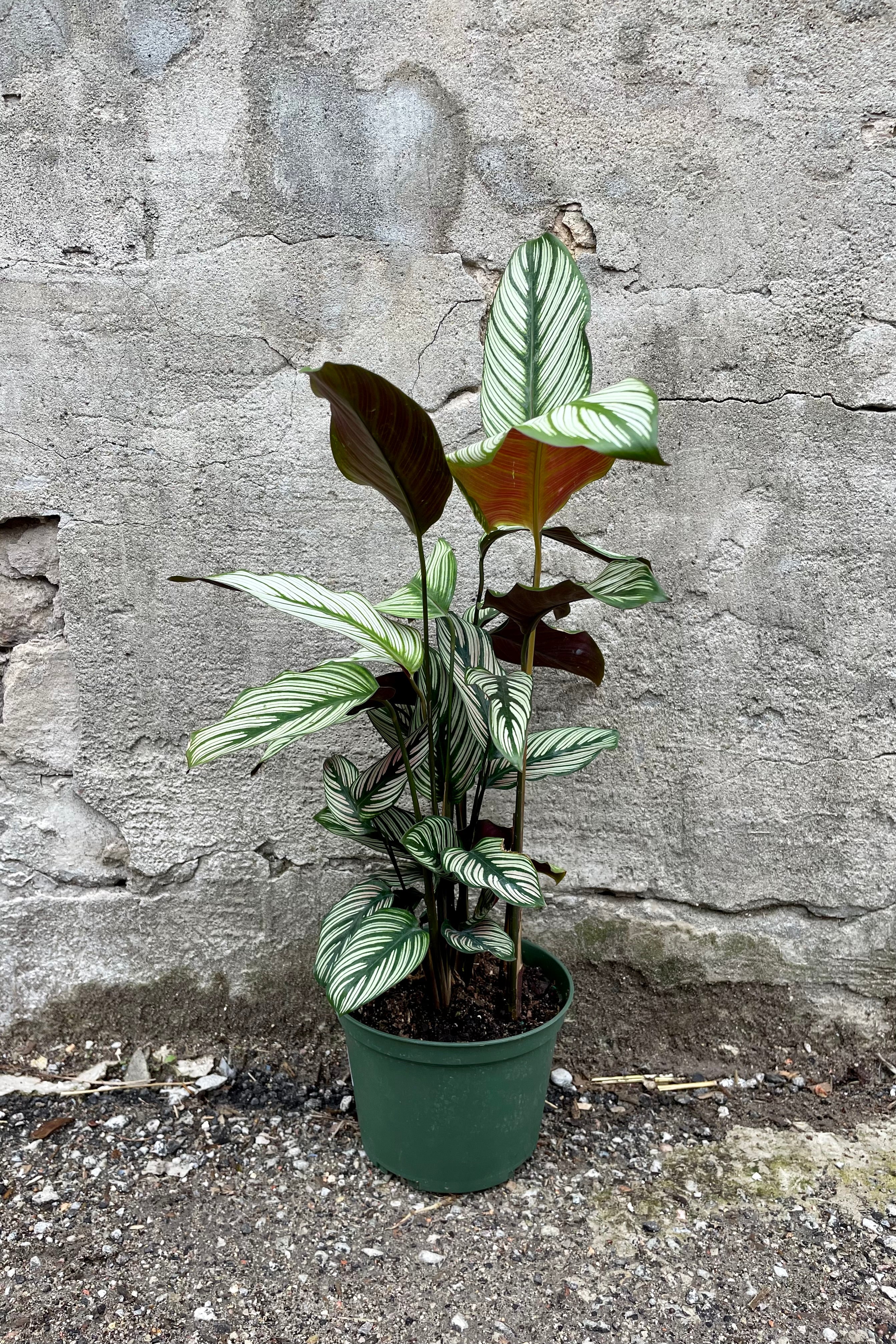 Calathea Majestica 'White Star' - 6