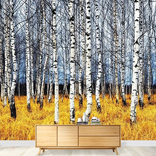 Birch Tree Forest