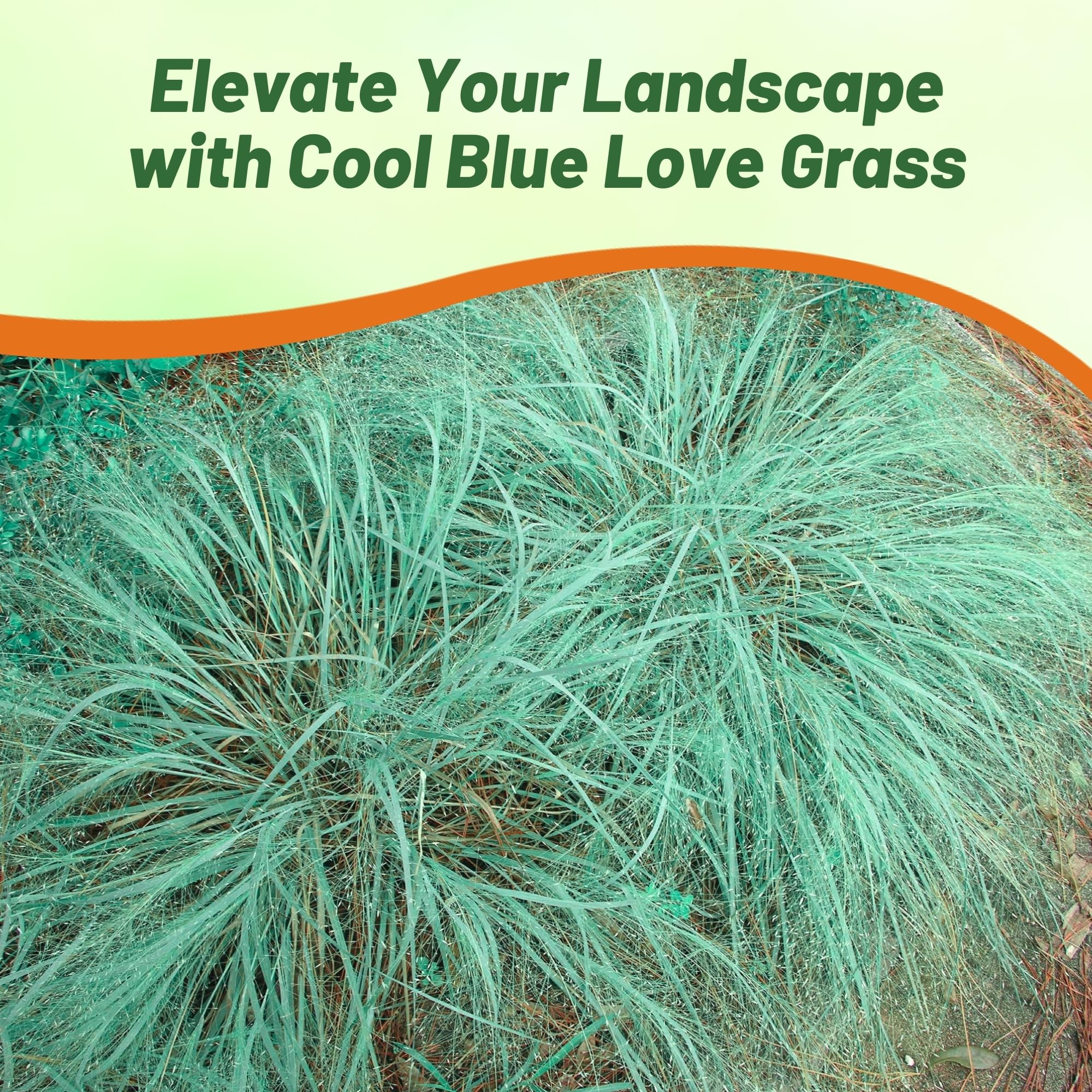 Outsidepride 1000 Seeds - Eragrostis Elliotii Blue Love Grass (Perennial Ornamental Grass) for Landscaping, Garden Borders & Drought-Tolerant Yards | Easy to Grow Flower Seeds for Home Gardeners