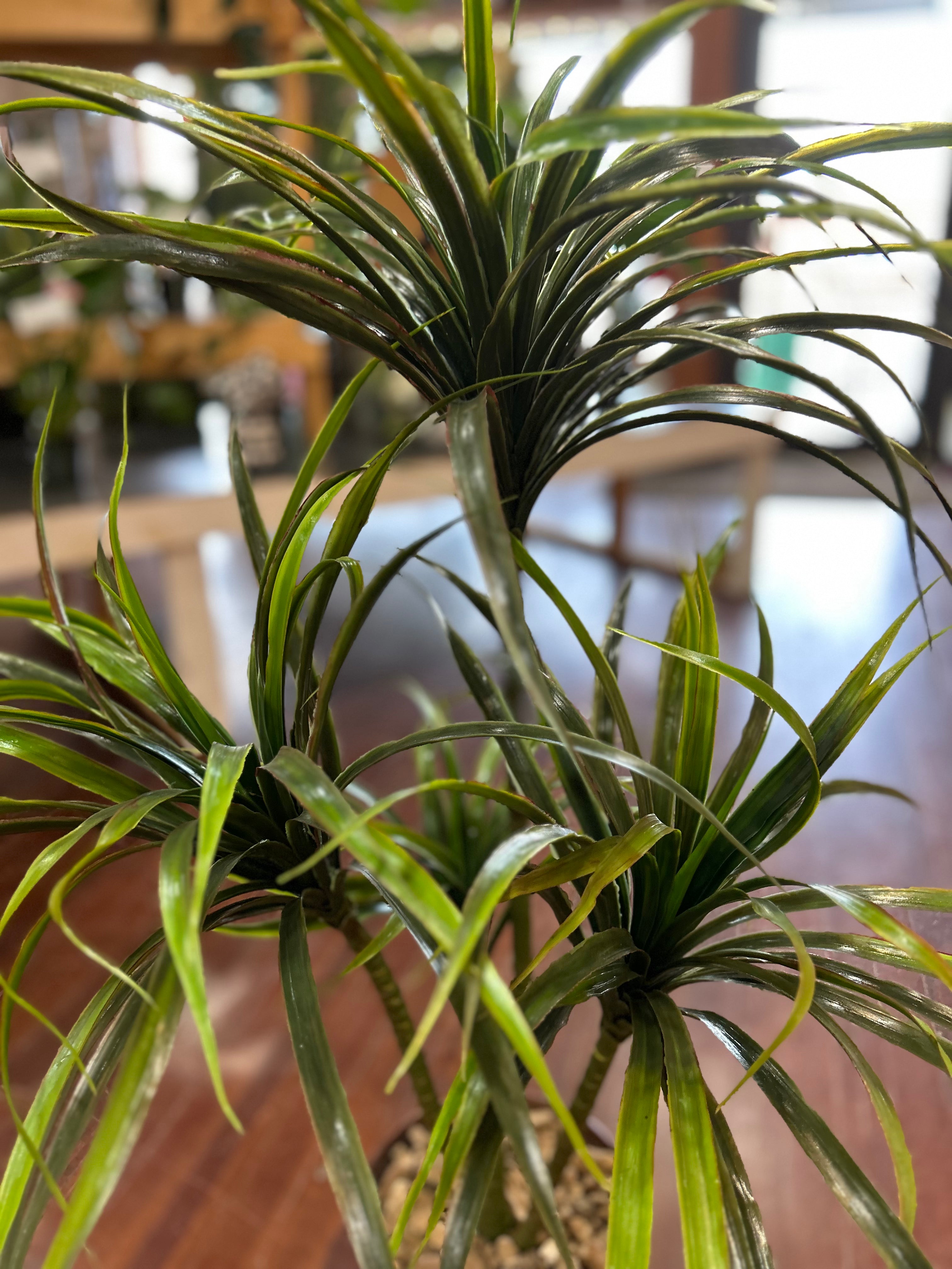 6 Inch Silk Potted Dracaena Plant - Artificial Faux Dracaena Tree for Home Office Decor, Housewarming Gift, and Indoor Greenery Enhancement