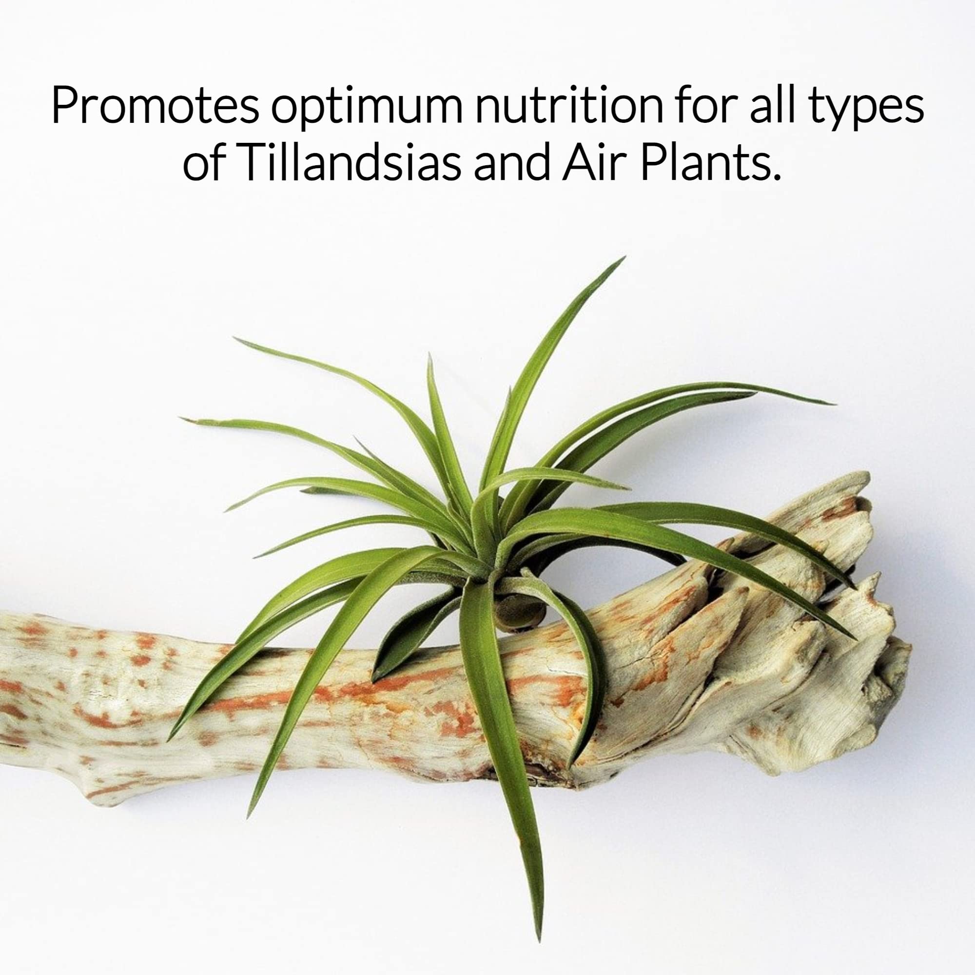 Professional Air Plant Pump Spray Fertilizer Mist | Pre-Mixed for Weekly Use | Gentle Blend & Gardening Supplies | 4 oz Bottle | Perfect for Tillandsia, Bromeliads & Indoor Plants Care