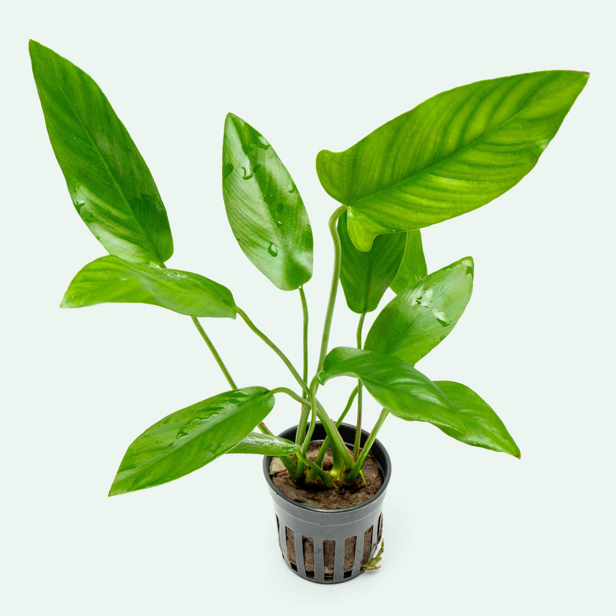 Anubias Hastifolia Aquatic Plant - Live Freshwater Aquarium Plant for Fish Tanks - Easy Care Low Light Plant for Aquascaping and Aquarium Decoration