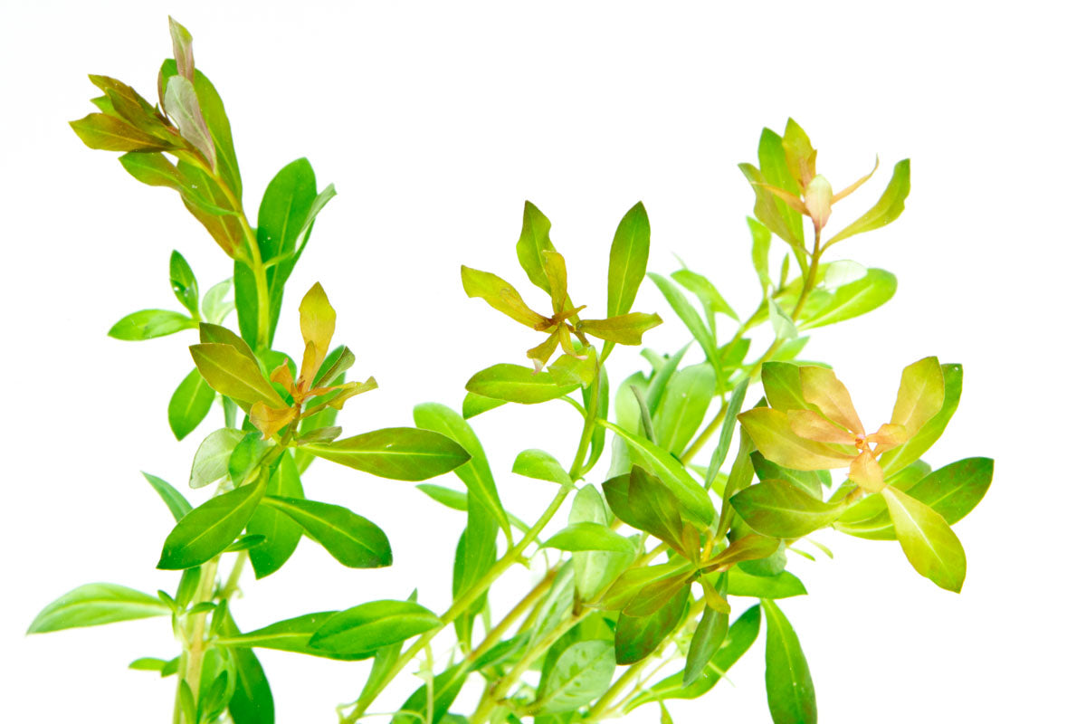 Ludwigia Crystal Red - Live Aquatic Plant for Aquariums & Fish Tanks | Easy Care Freshwater Plant for Aquascaping & Water Gardens | Perfect for Beginners & Planted Tanks
