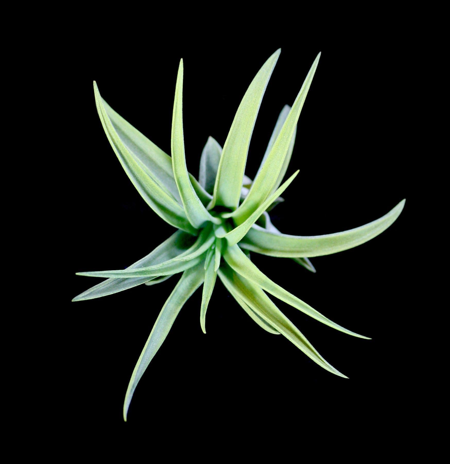 Tillandsia Velutina Air Plant - Low Maintenance Indoor Houseplant for Home & Office Decor - Perfect for Terrariums, Wall Displays & Gifts