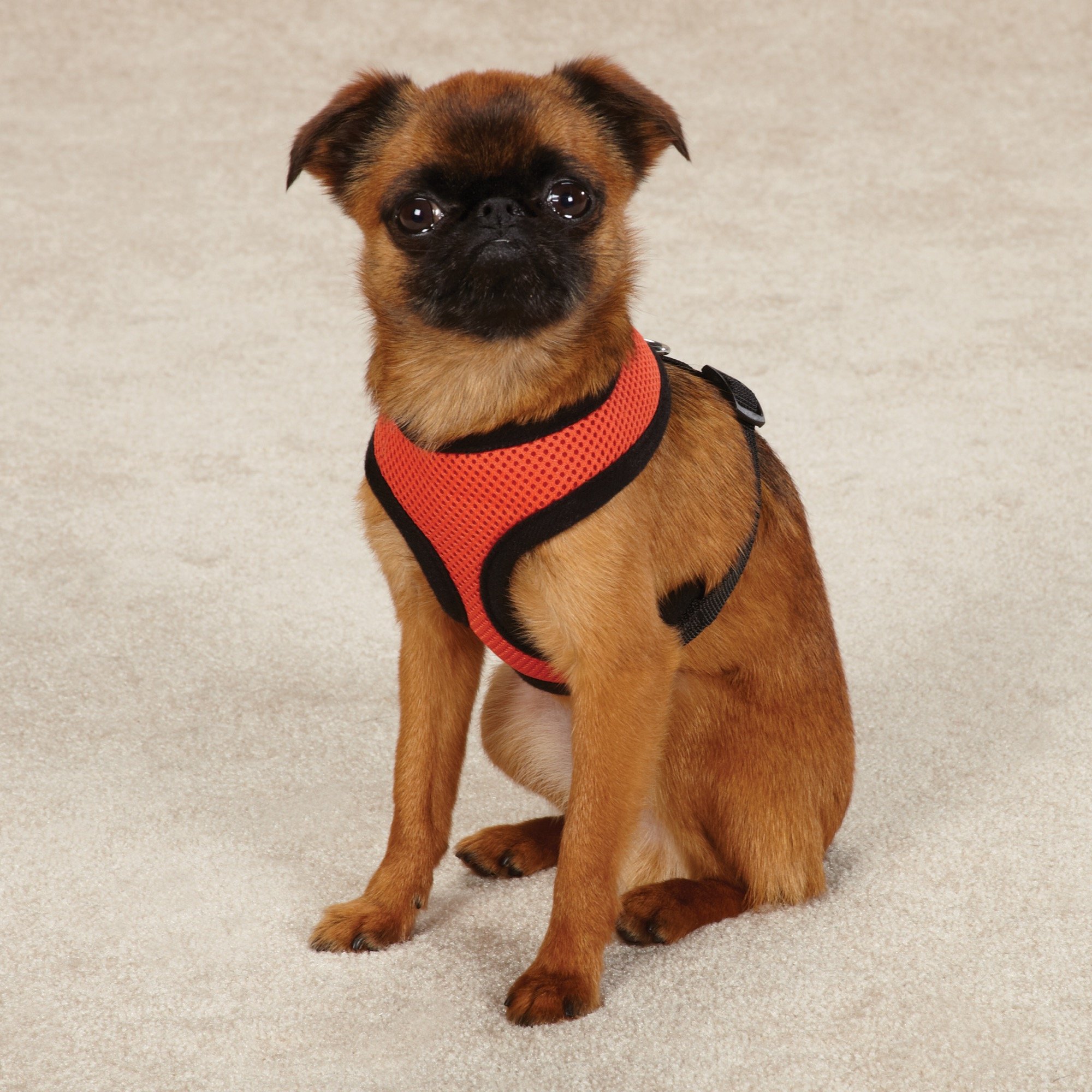 Best Small Orange Mesh Dog Harness - Lightweight & Breathable for Small Dogs - Perfect for Walking, Hiking & Outdoor Adventures