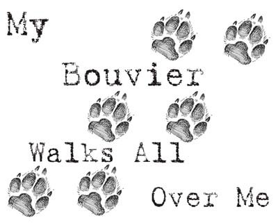 My Bouvier Walks All Over Me