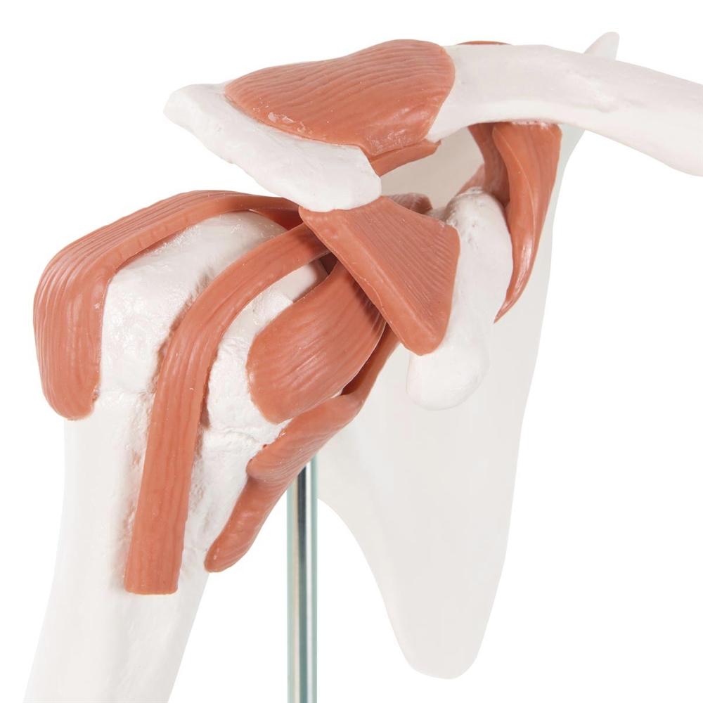 Functional Shoulder Joint Model - Anatomical Shoulder Joint Demonstration for Medical Students & Physical Therapy Training | Perfect for Classroom, Clinic & Home Study