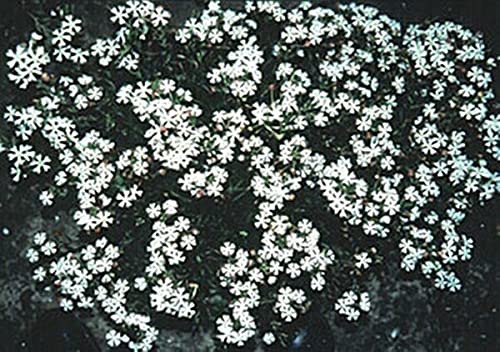 Zaluzianskya Midnight Candy Flower Seeds - Fragrant Night-Blooming Annual Plant for Garden, Patio & Moonlight Landscaping