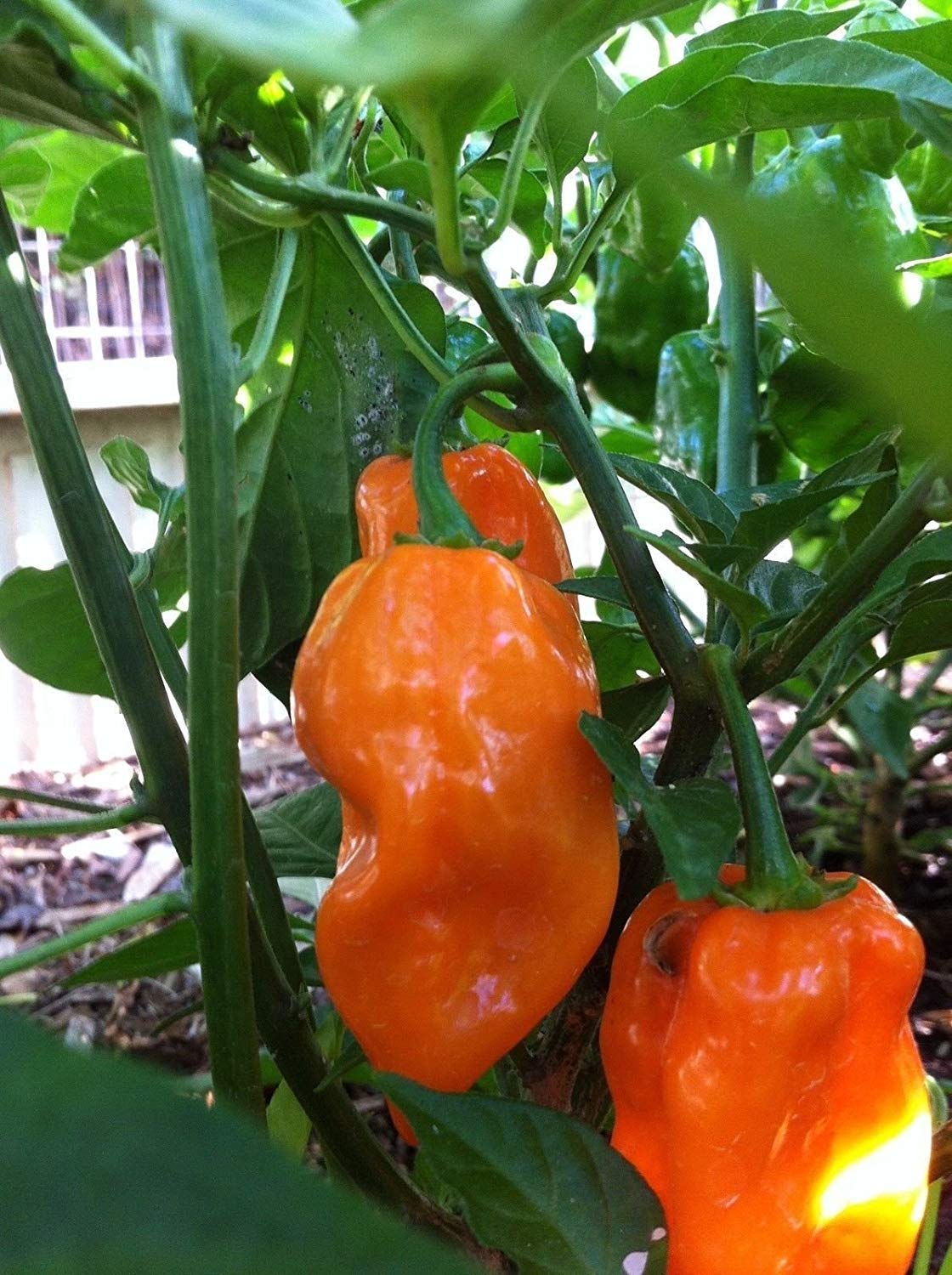 50 Orange Habanero Pepper Seeds - Extremely Hot (40x Hotter Than Jalapenos) for Spicy Cooking, Salsas & Homemade Hot Sauce