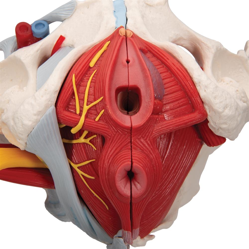 Female Pelvis Anatomy Model with Ligaments, Pelvic Floor & Organs - 6-Part Detachable Medical Educational Tool for Students, Doctors & Physical Therapists - Perfect for Classroom, Clinic & Home Study