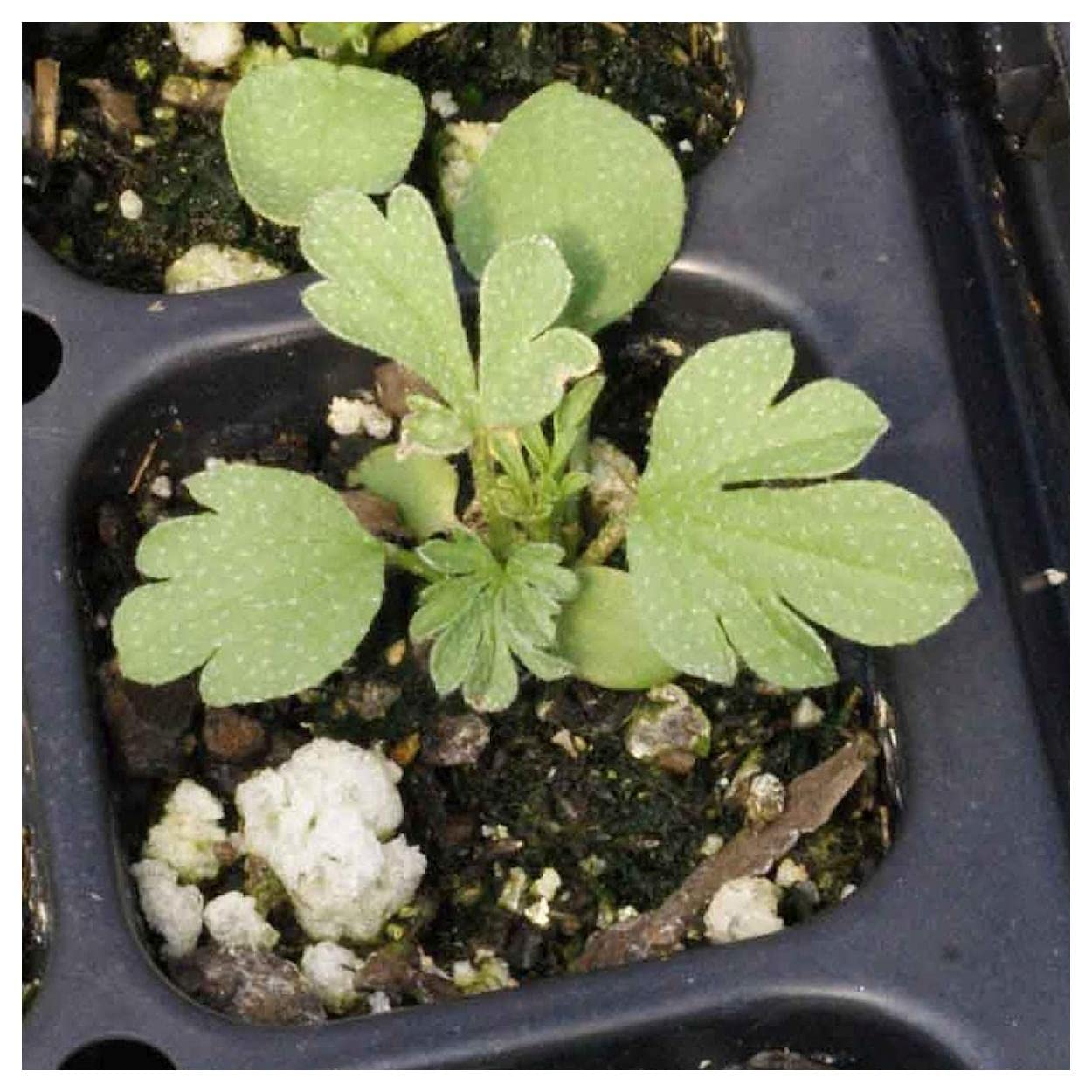 Everwilde Farms - 50 Scarlet Globe Mallow Native Wildflower Seeds - Gold Vault Jumbo Seed Packet for Garden Landscaping & Pollinator Gardens