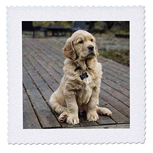 Eight Week Old Golden Retriever Puppy Sitting on a