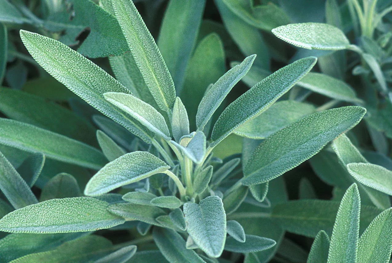 Buy Organic Sage Seeds Online - $3.50 | Premium Culinary Herb Seeds for Cooking, Gardening & Aromatherapy