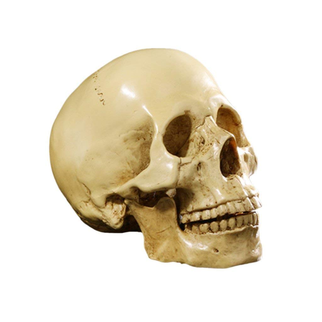 Realistic Human Skull Head Statue - Detailed Skeleton Figurine & Bone Model for Halloween Decor, Gothic Home Decor, Bar Display & Tabletop Decoration - Perfect for Spooky Parties, Horror Movie Nights & Themed Events