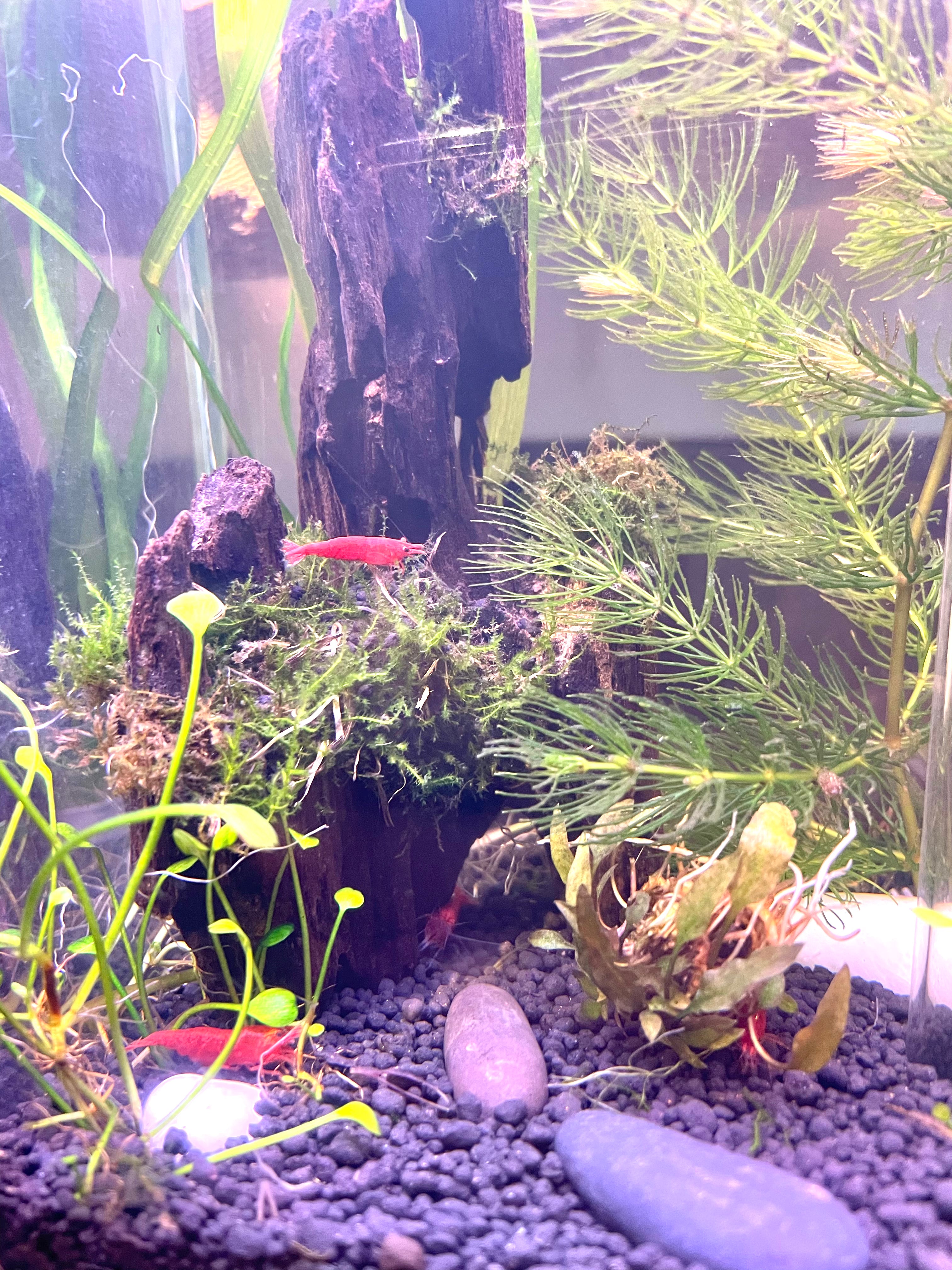 Premium Fine Grill, Aquarium Soil & Plant Anchors Kit - Ideal for 1 Gallon Fish Tank | Perfect for Small Aquascaping, Nano Tanks & Betta Fish Habitats