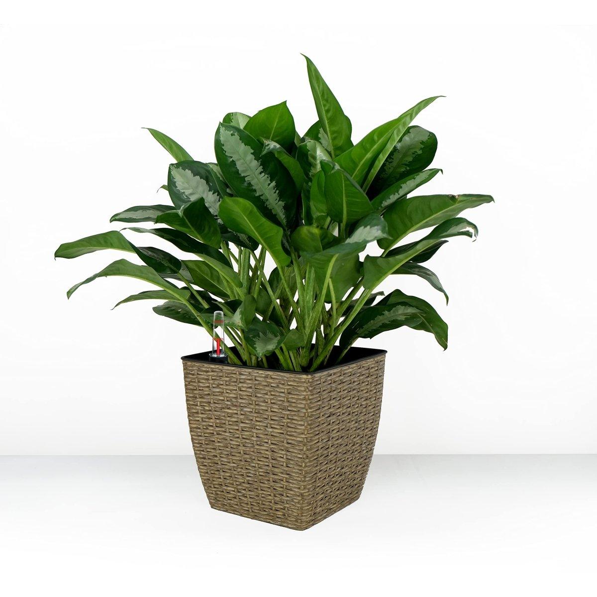 DTY Signature 2-Pack Self-Watering Planters - Handwoven Wicker Square Plant Pots for Indoor/Outdoor Decor - Perfect for Home, Office, and Garden Use