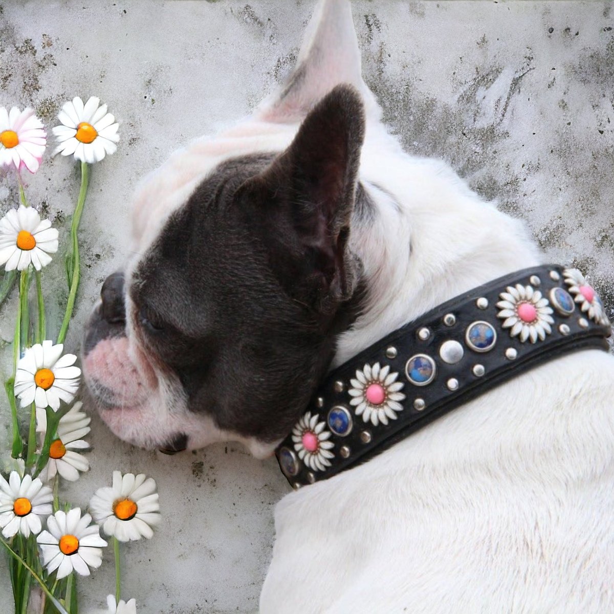 Premium Genuine Leather Dog Collar - Kalina Collection | Adjustable & Durable Pet Collar for Small Medium Large Dogs | Perfect for Daily Walks, Training & Outdoor Adventures