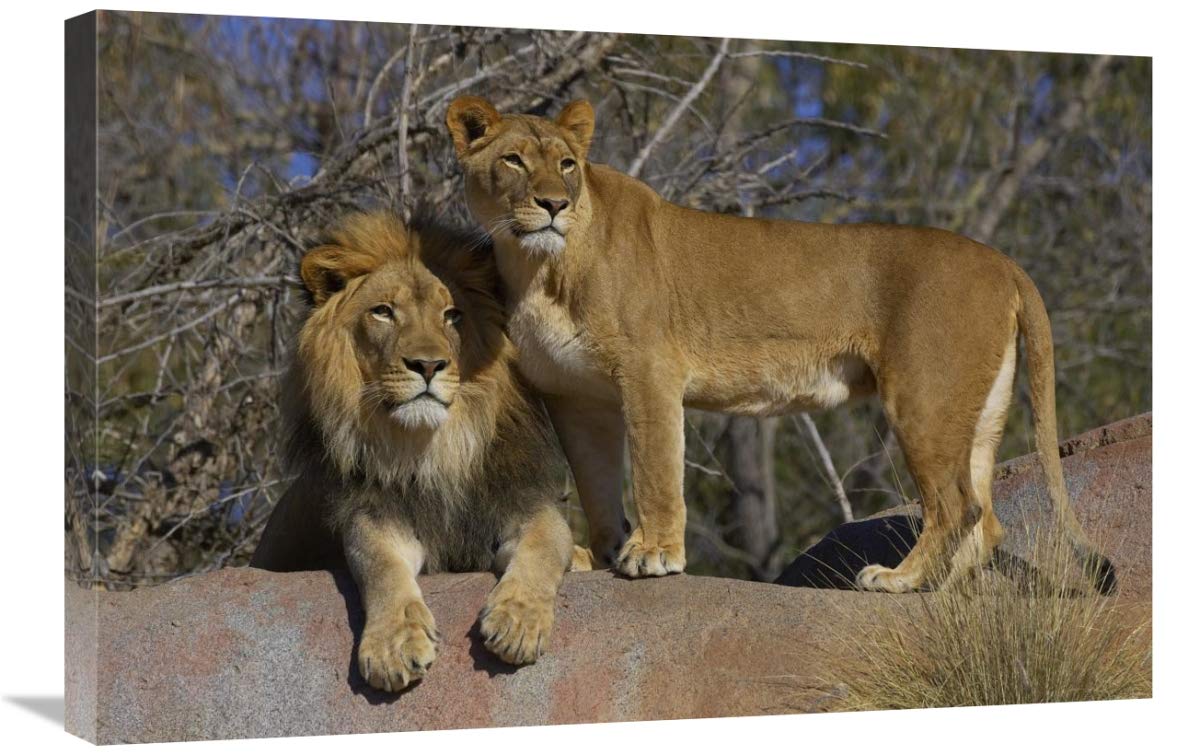 African Lion & Lioness Canvas Art Print 30x20 Inches - Wildlife Wall Decor for Living Room, Office & Safari Theme