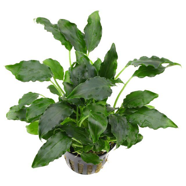 Dennerle Schismatoglottis Prietoi - Rare Aquatic Plant for Aquariums | Perfect for Freshwater Tanks, Paludariums & Terrariums