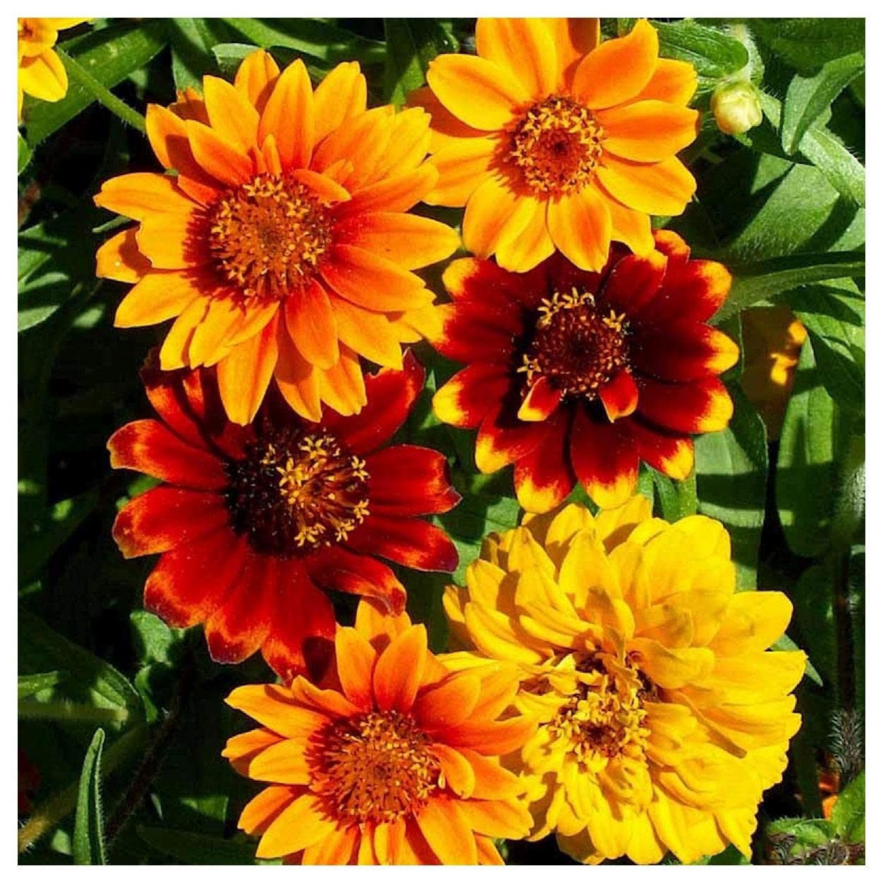 500 Persian Carpet Zinnia Wildflower Seeds - Premium Gold Vault Jumbo Seed Packet for Home Gardening, Landscaping & Pollinator Gardens - Everwilde Farms Non-GMO Flower Seeds