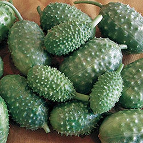 West Indian Gherkin Seeds (10 Count) - Small Tasty Cucumber Variety for Pickling & Salads - Perfect for Home Gardens, Containers & Fresh Eating