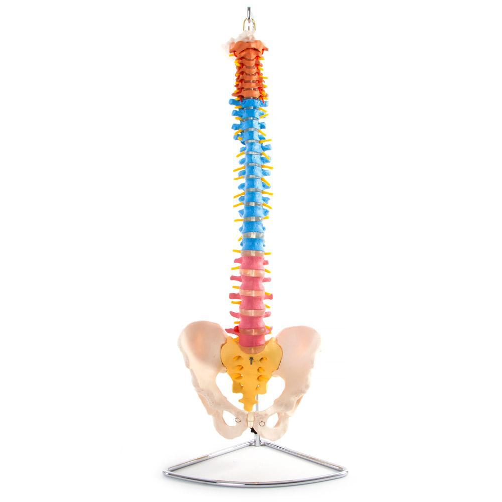 66Fit Anatomical Flexible Vertebral Column with Pelvis - Color-Coded Human Spine Model for Medical Study, Chiropractic Training & Physical Therapy Education | Perfect for Classroom, Clinic & Home Learning