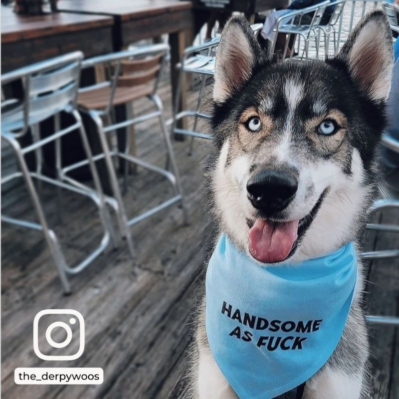 Ripley and Rue Stylish Dog Bandana for Pets - Trendy & Comfortable Pet Accessory for Walks, Photos & Special Occasions