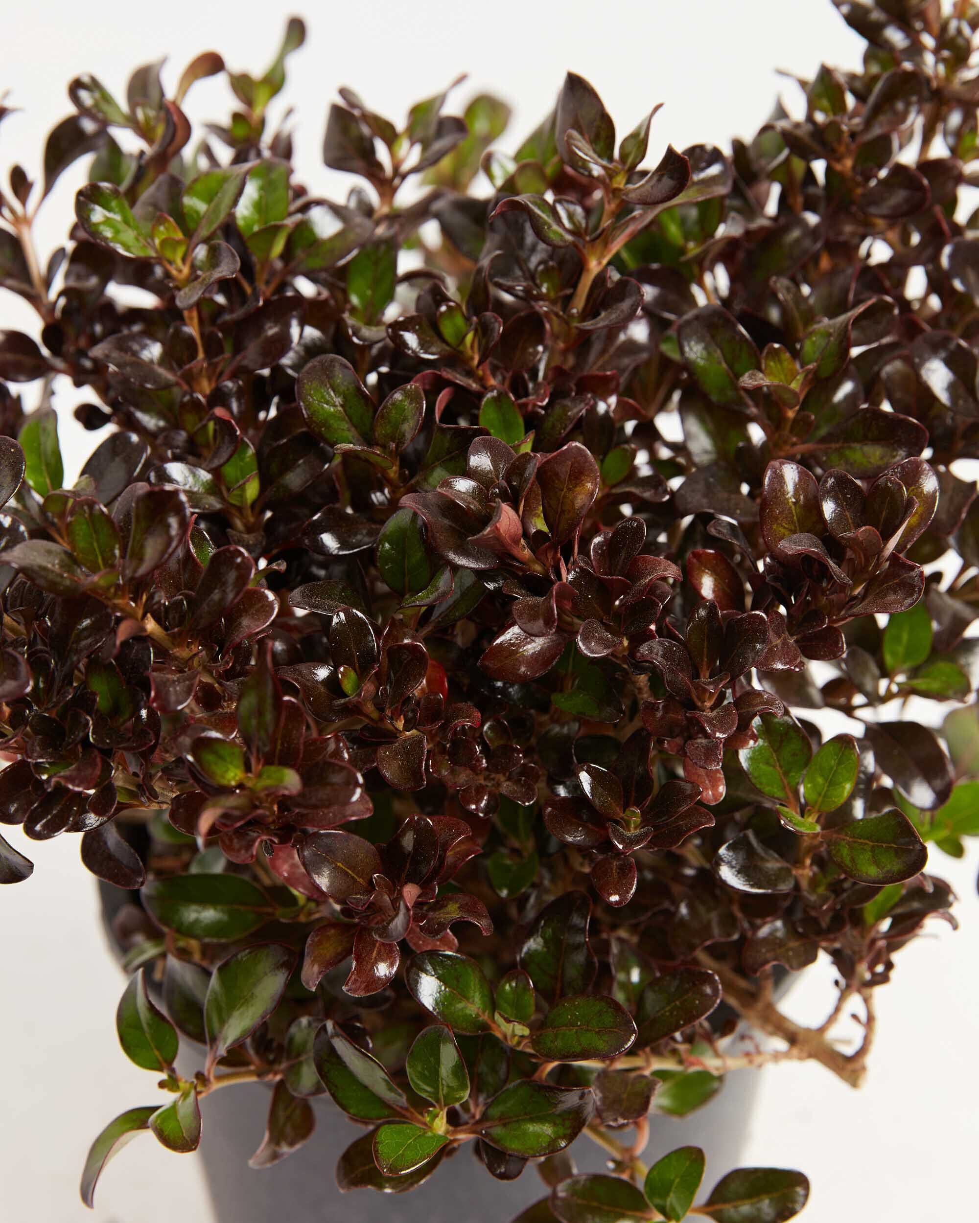 Karo Red Mirror Bush 'Coprosma' - Vibrant Evergreen Shrub for Landscaping, Hedges & Container Gardens