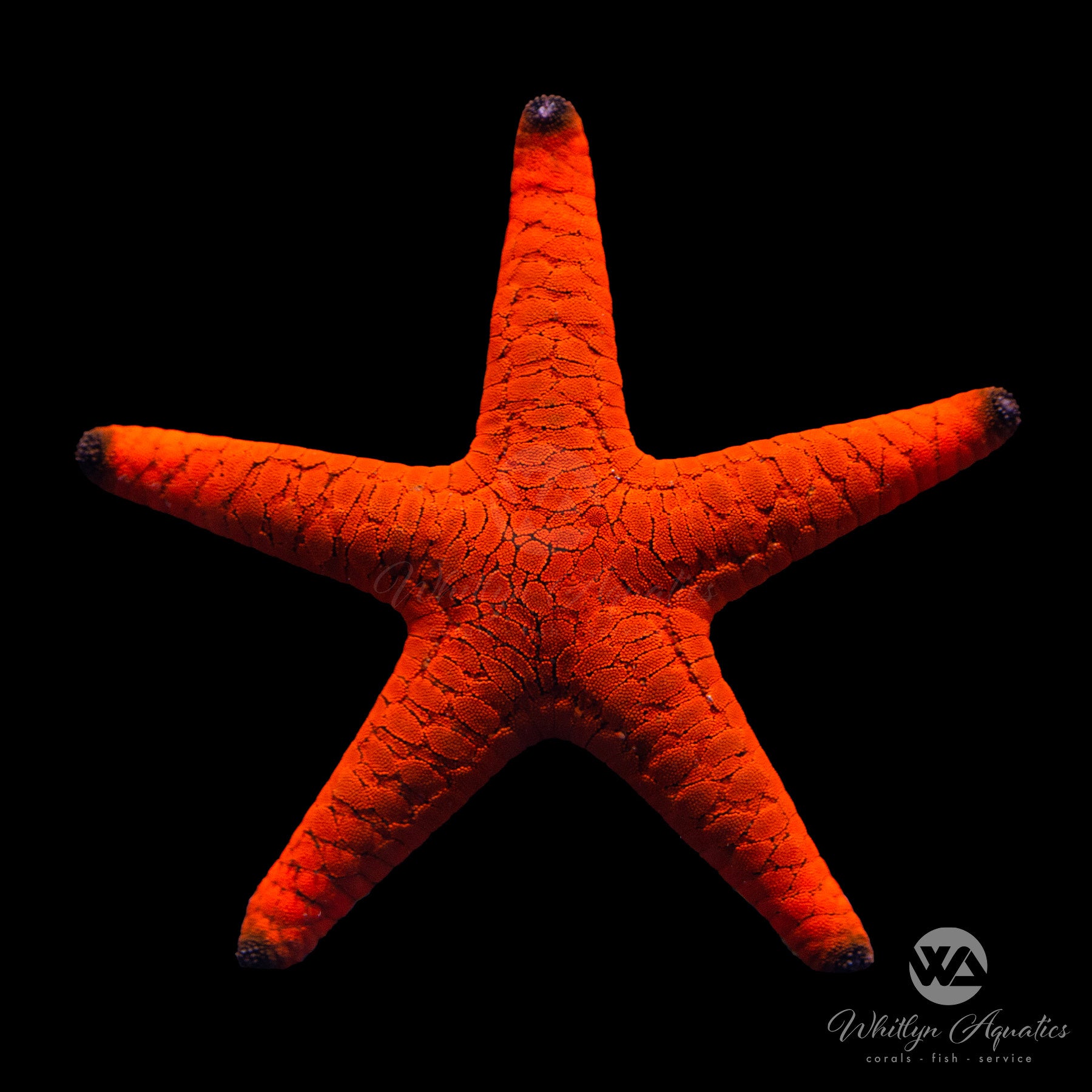 Red Fromia Starfish (Fromia milleporella) - Saltwater Aquarium Decor & Marine Life Collectible for Reef Tanks