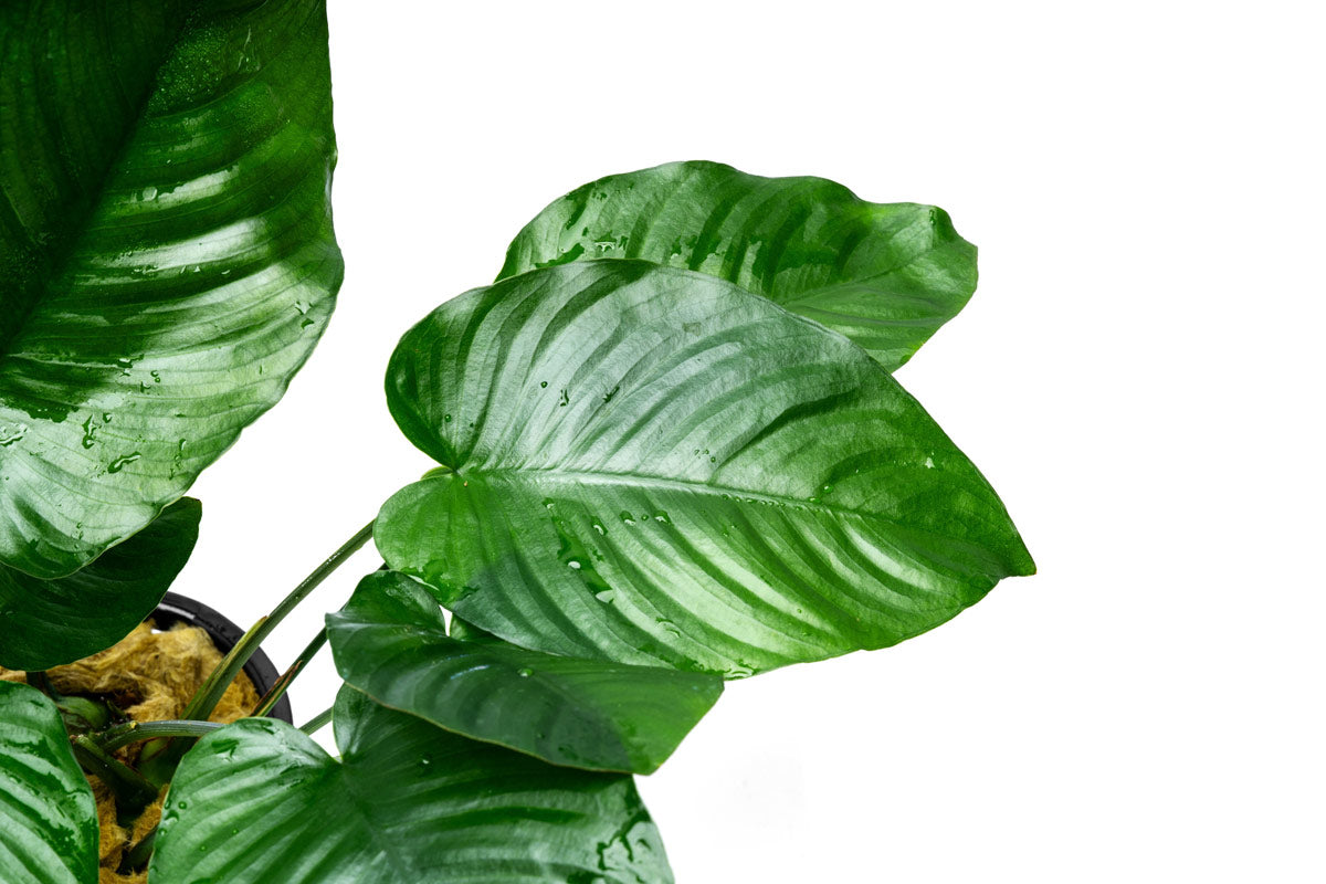 Anubias Barteri Broad Leaf Mother Plant - Live Aquarium Plant for Fish Tanks, Aquascaping & Freshwater Aquariums - Easy Low Light Aquatic Plant for Beginners
