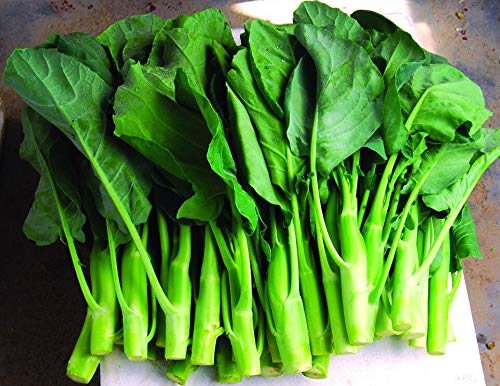 Heirloom KAILAAN Chinese Broccoli Seeds - 500 Non-GMO Organic Kai LAN Asian Greens (GAI LAN) for Home Garden, Stir Fry & Healthy Cooking