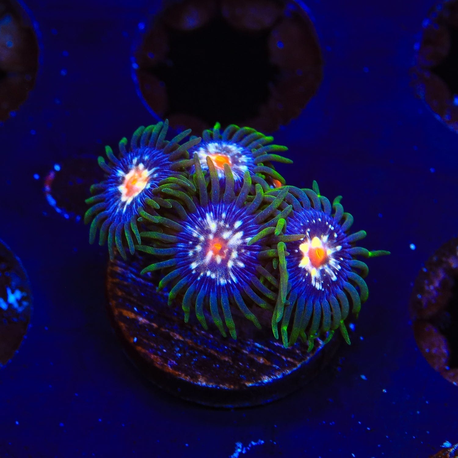 Premium Daisy Cutter Zoanthids Coral for Saltwater Aquariums - Vibrant Live Coral for Reef Tanks & Marine Aquascaping