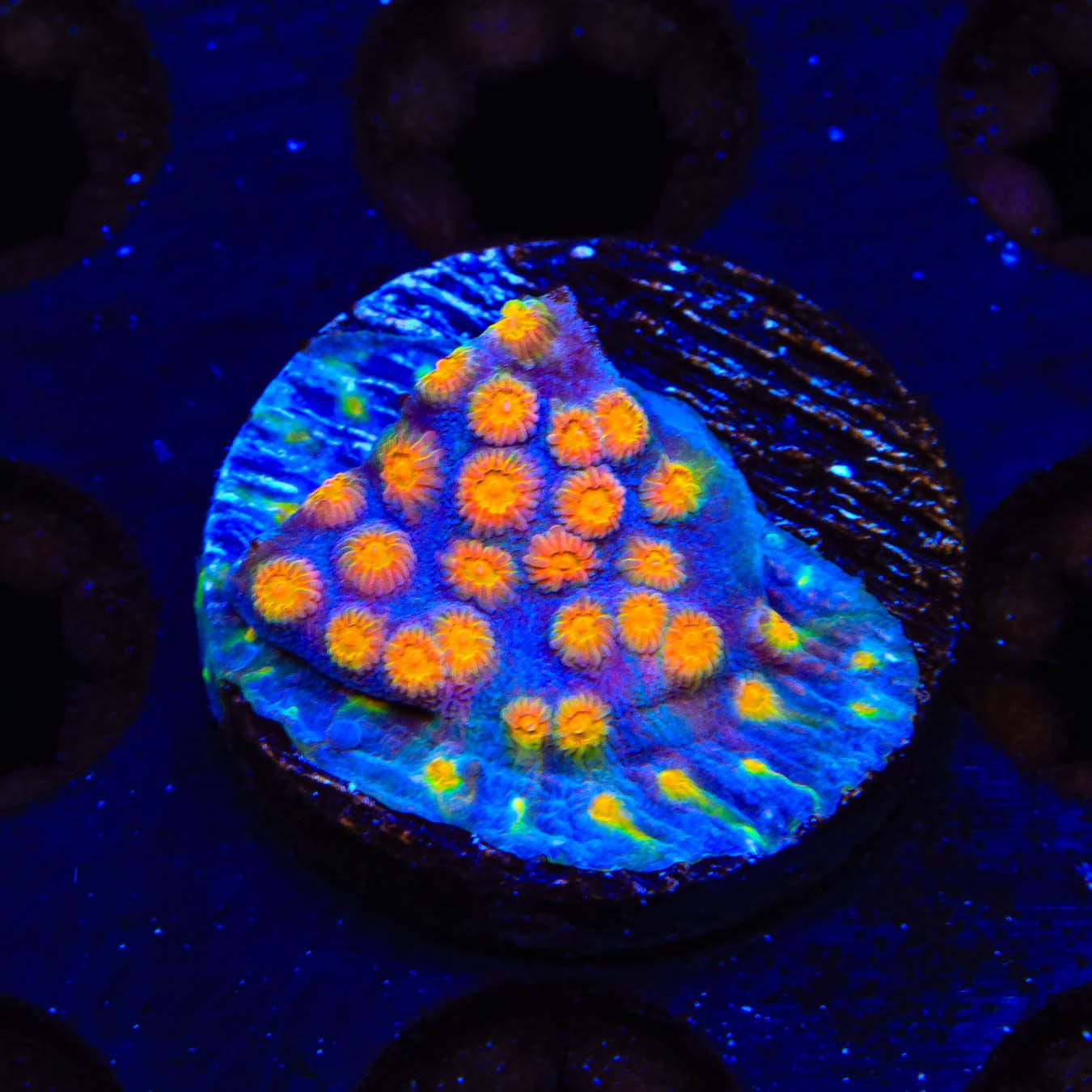 CB Monet Madness Cyphastrea Coral - Rare Colorful Saltwater Coral for Reef Aquariums | Perfect for Marine Tank Decoration & Coral Propagation
