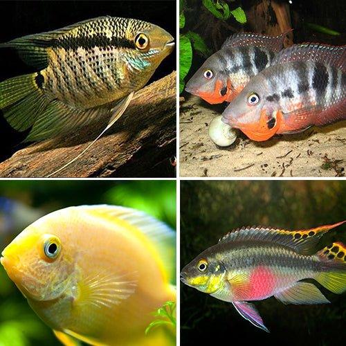 Premium Cichlid Fish Bundle - Flag, Firemouth, Kribensis & Severum - Perfect for Aquarium Enthusiasts & Tropical Fish Tanks