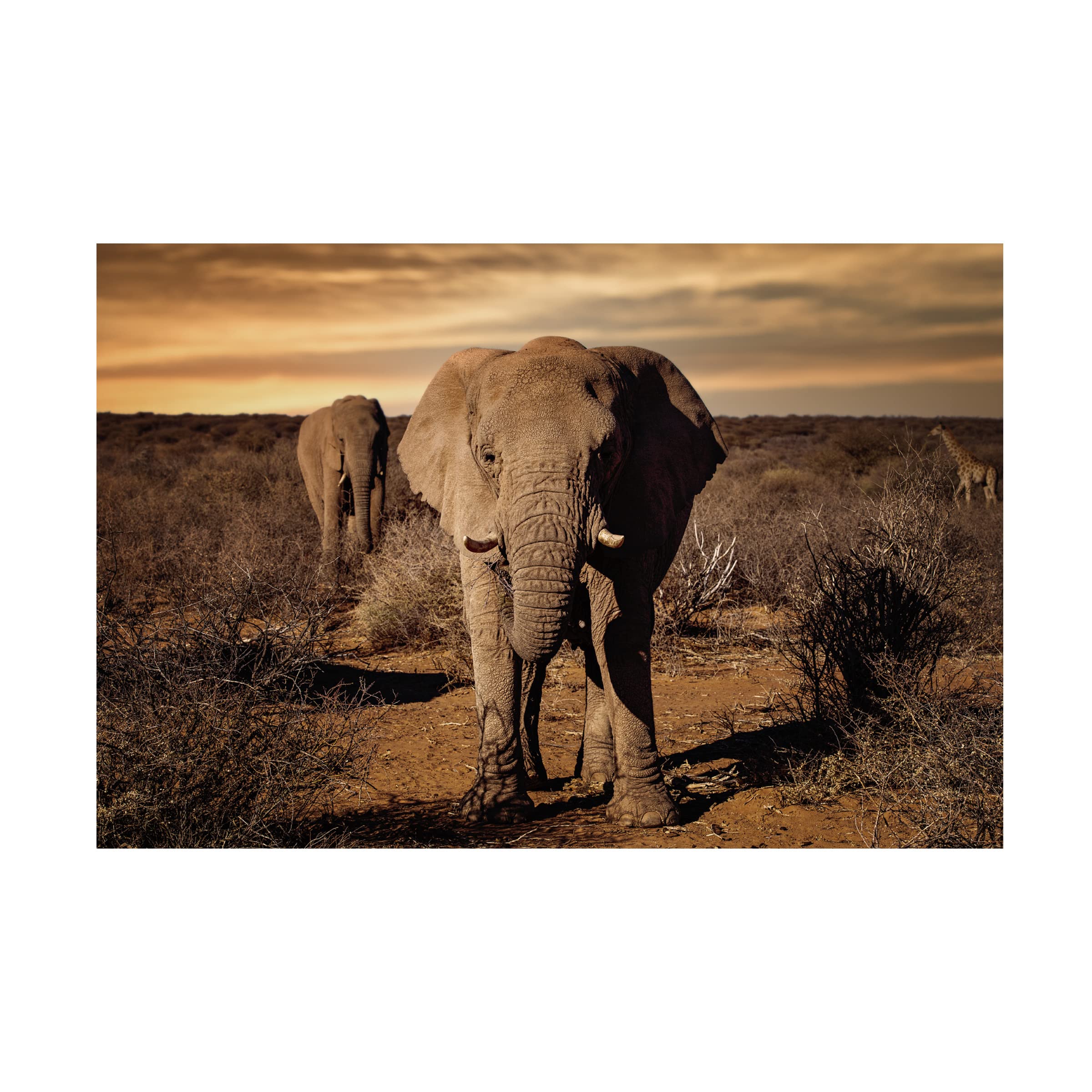 Walter Lackner 'Big' Canvas Art Print - Premium Trademark Fine Art for Home & Office Wall Decor | Living Room, Bedroom, or Office Display