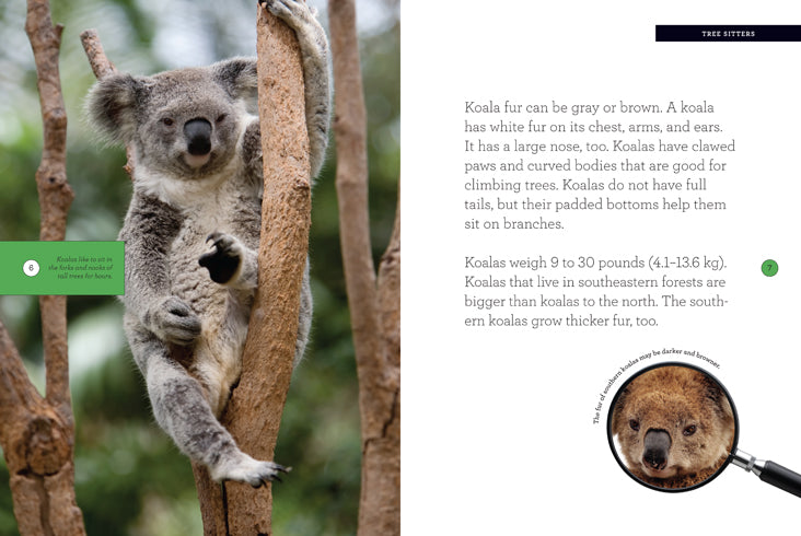 Koala 978-1-60818-562-7 - Cute Plush Koala Toy for Kids, Perfect Gift for Animal Lovers & Nursery Decor