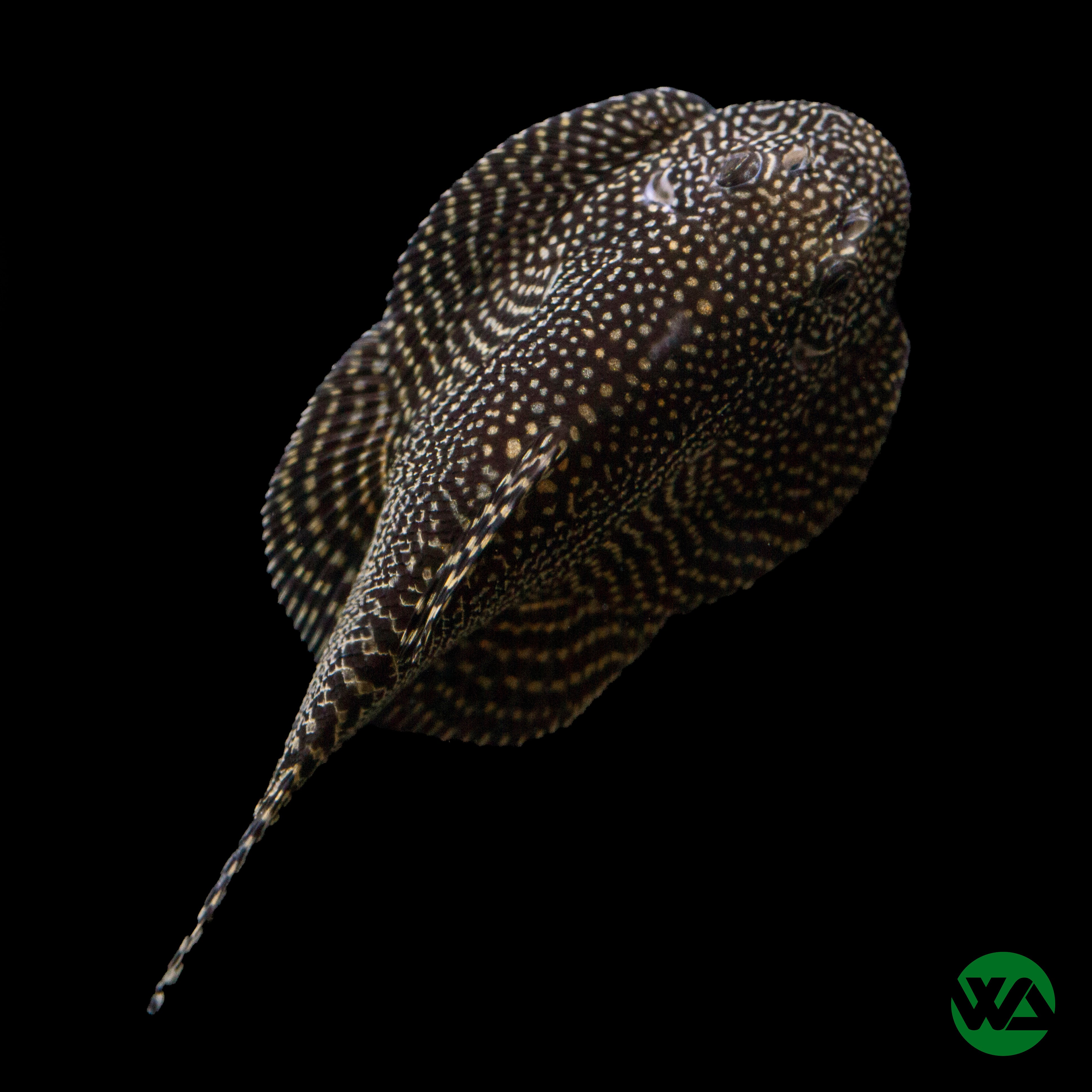 Premium Hillstream Loach (Sewellia lineolata) - Freshwater Aquarium Fish for Clean Water Tanks | Perfect for Algae Control in Home Aquariums